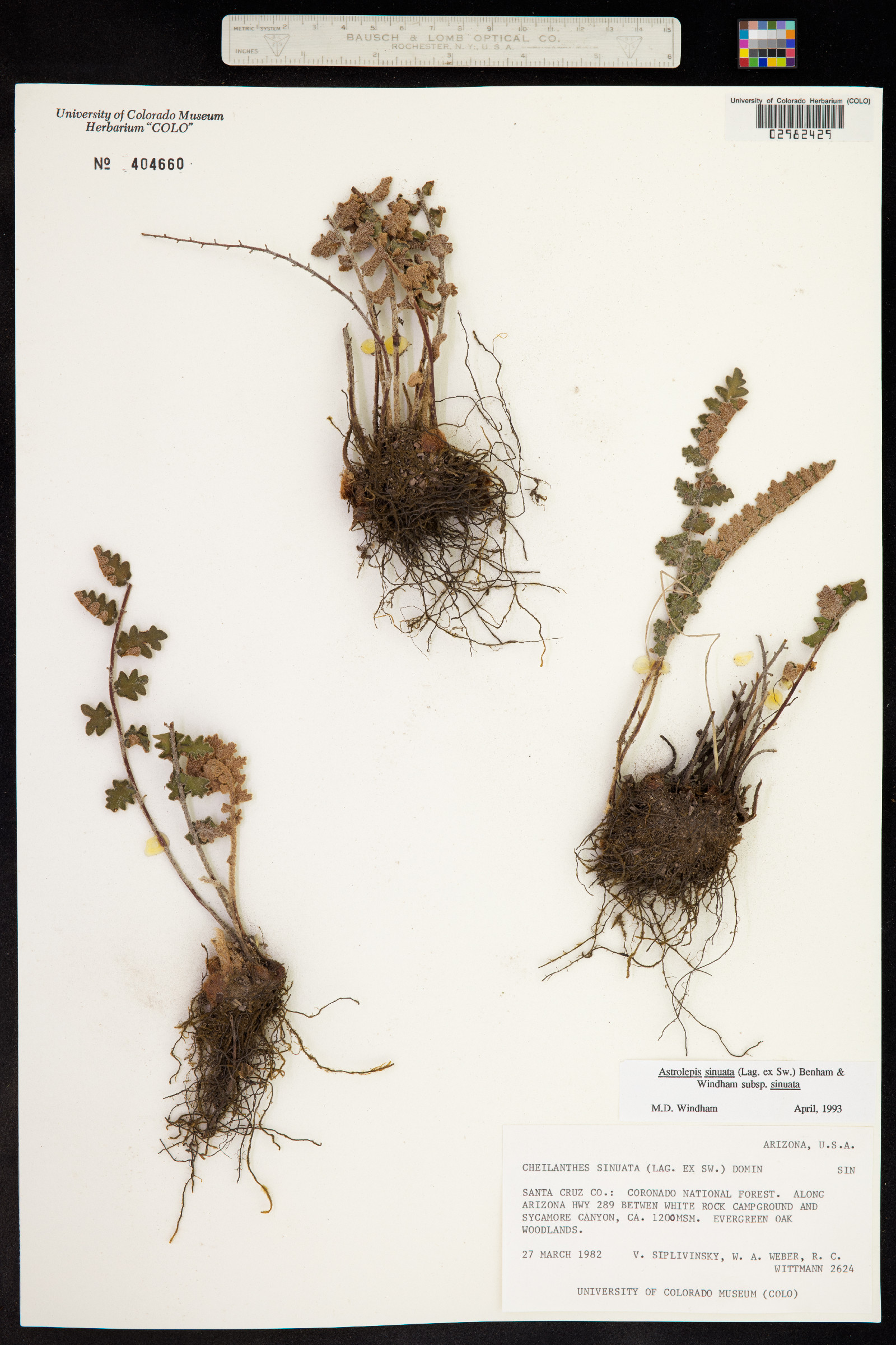 Astrolepis sinuata image