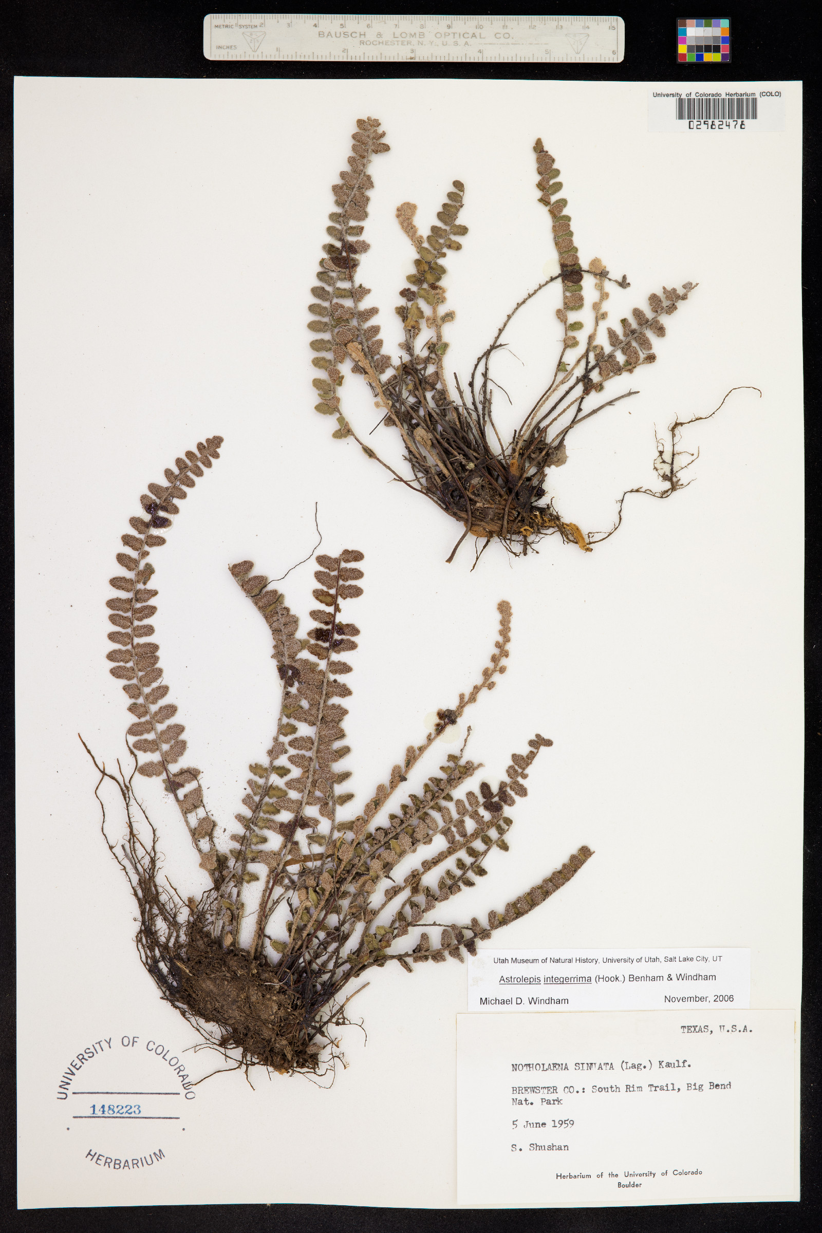 Astrolepis integerrima image