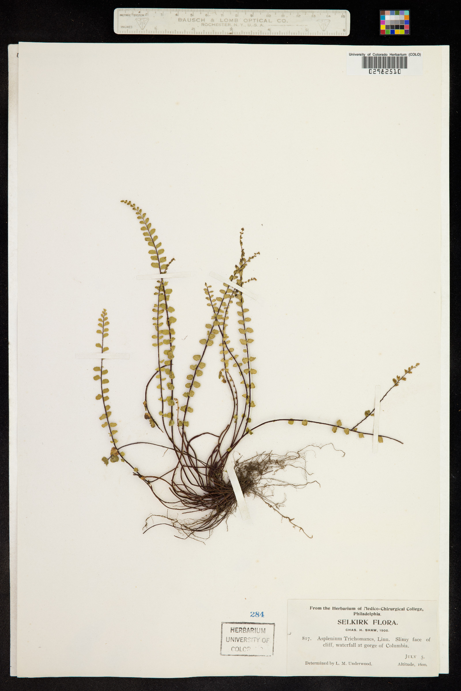 Asplenium trichomanes image