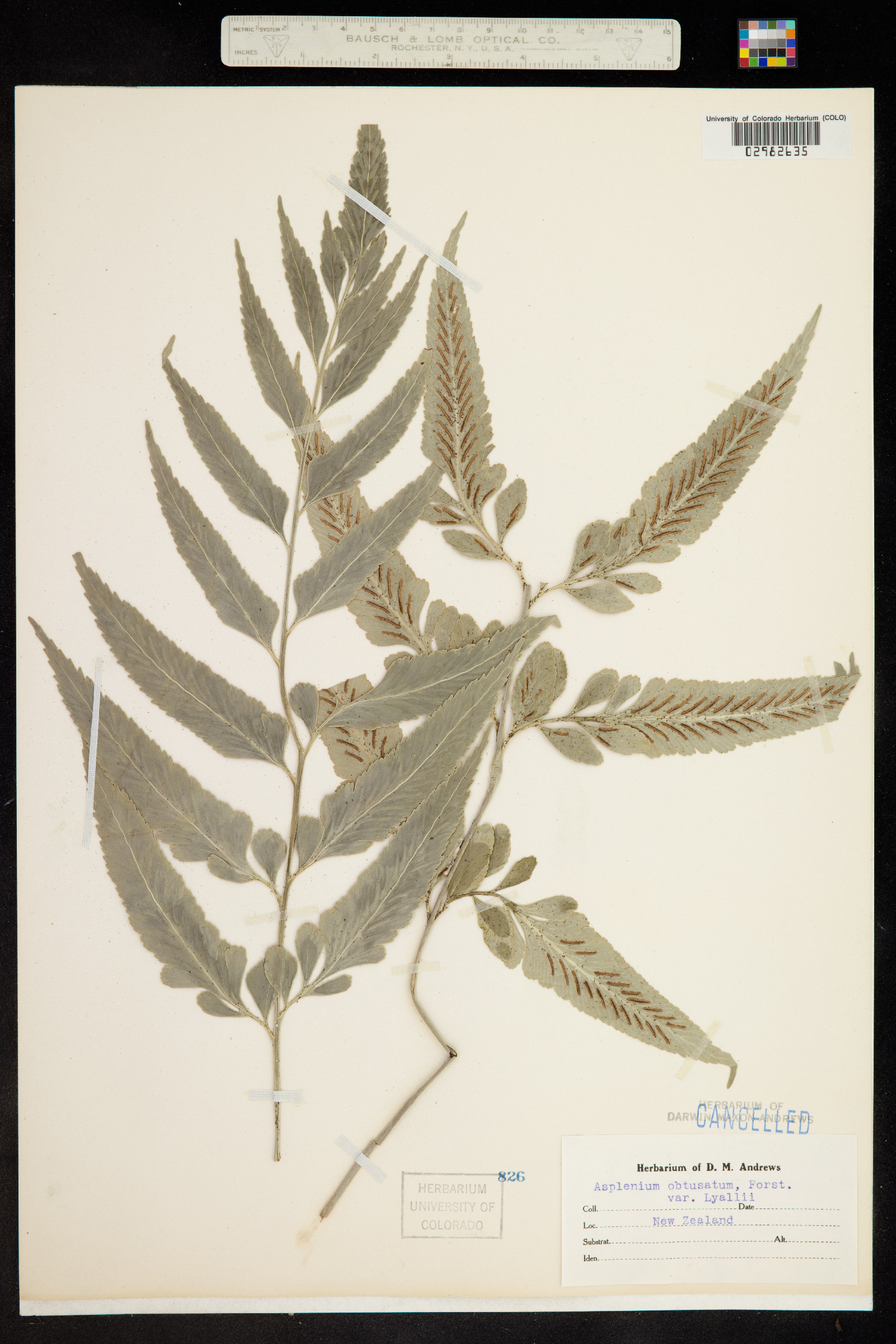Asplenium obtusifolium image