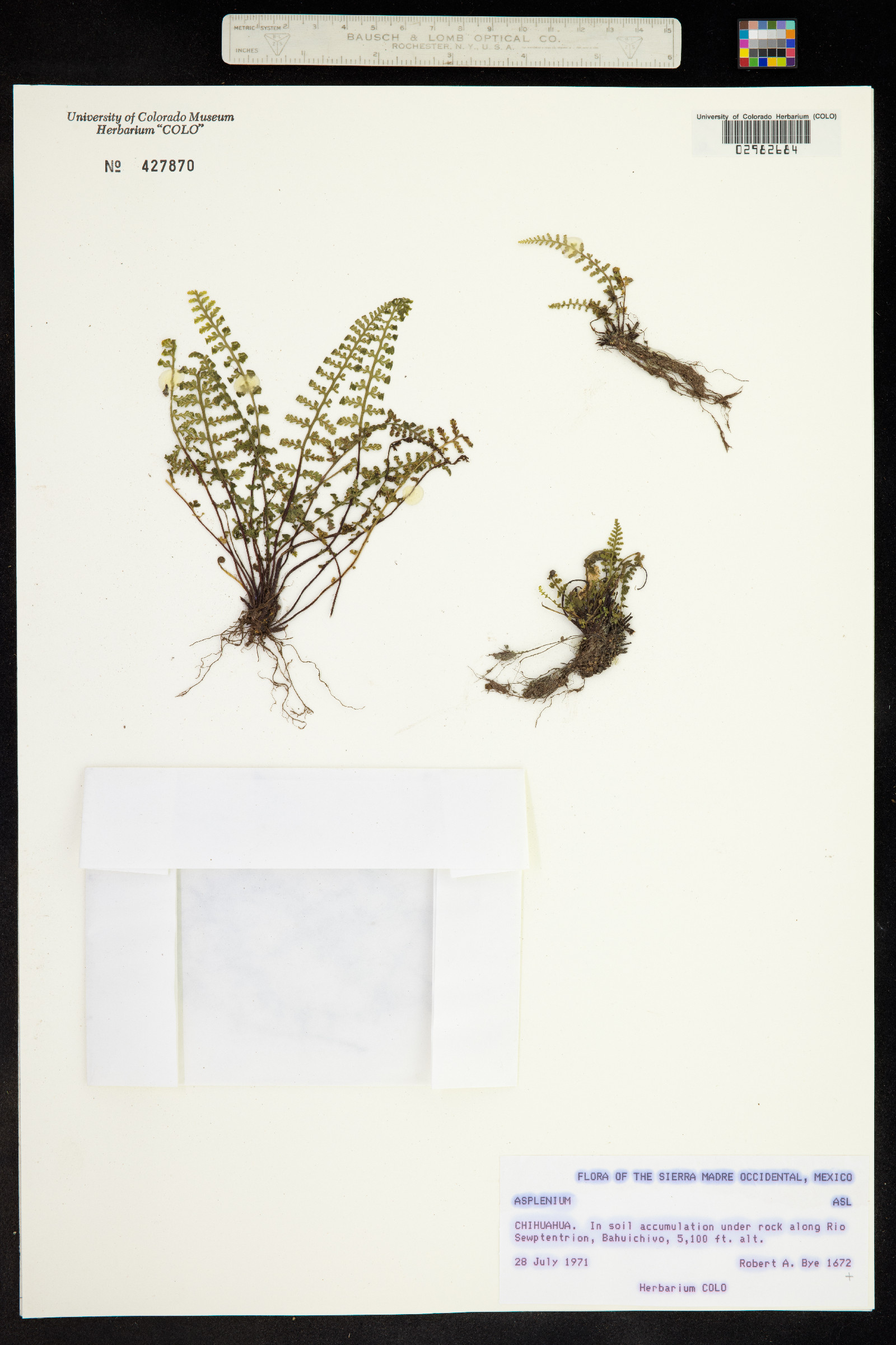Aspleniaceae image