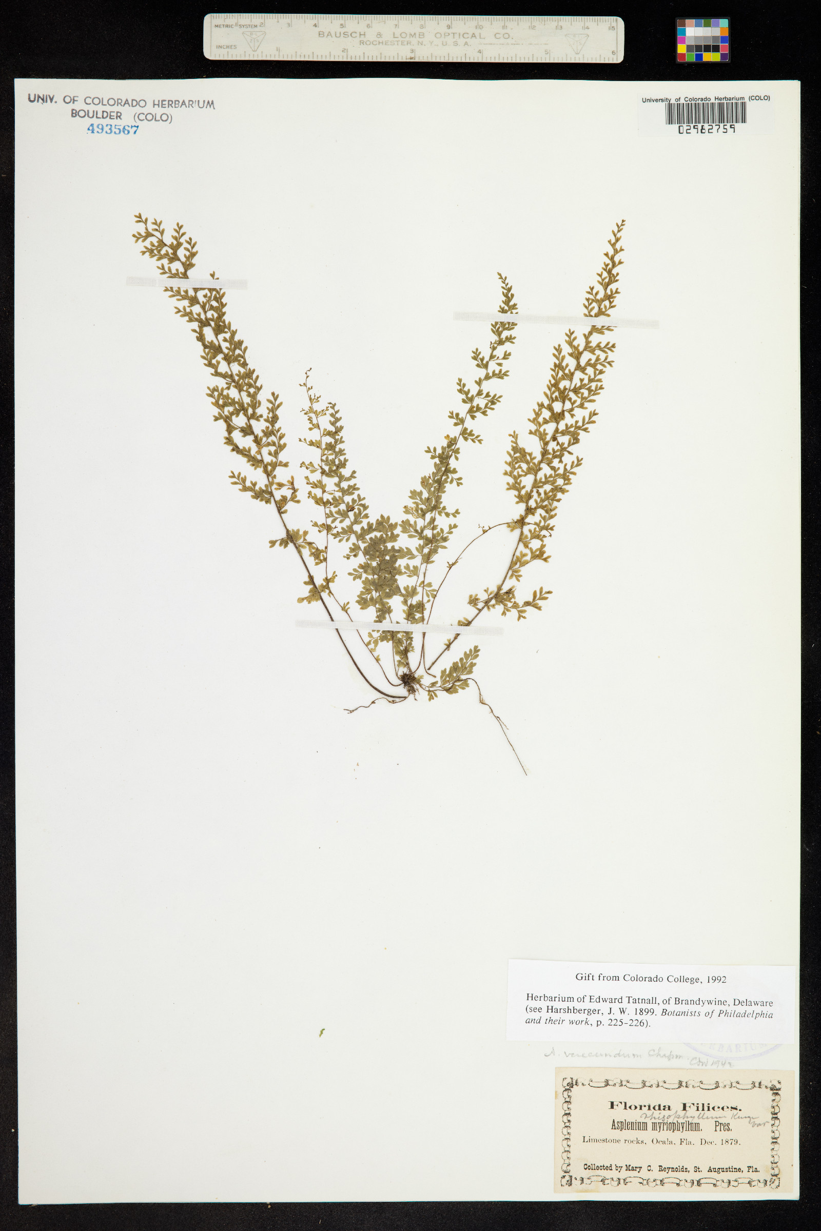 Asplenium myriophyllum image