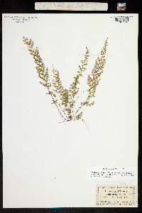 Image of Asplenium myriophyllum