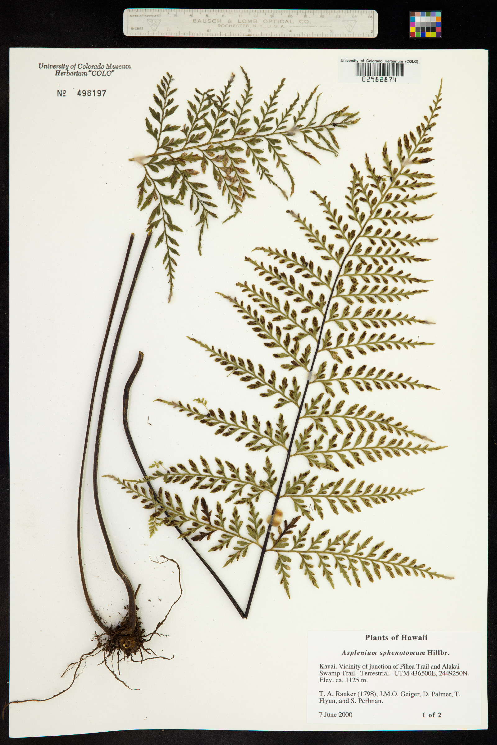 Asplenium insiticium image