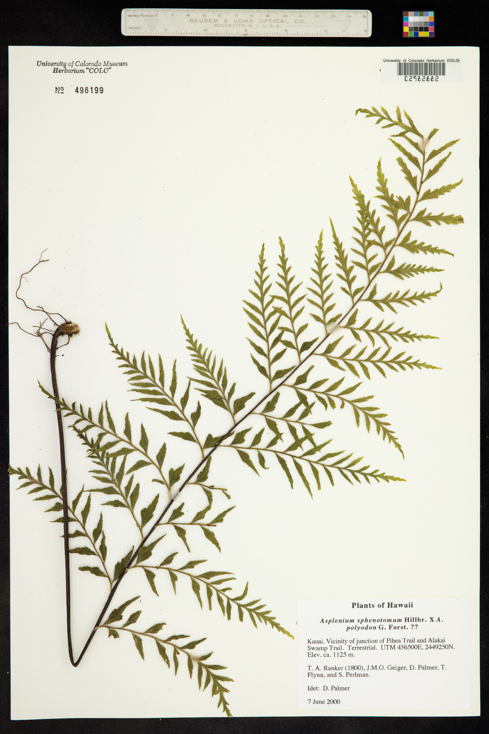 Asplenium insiticium image