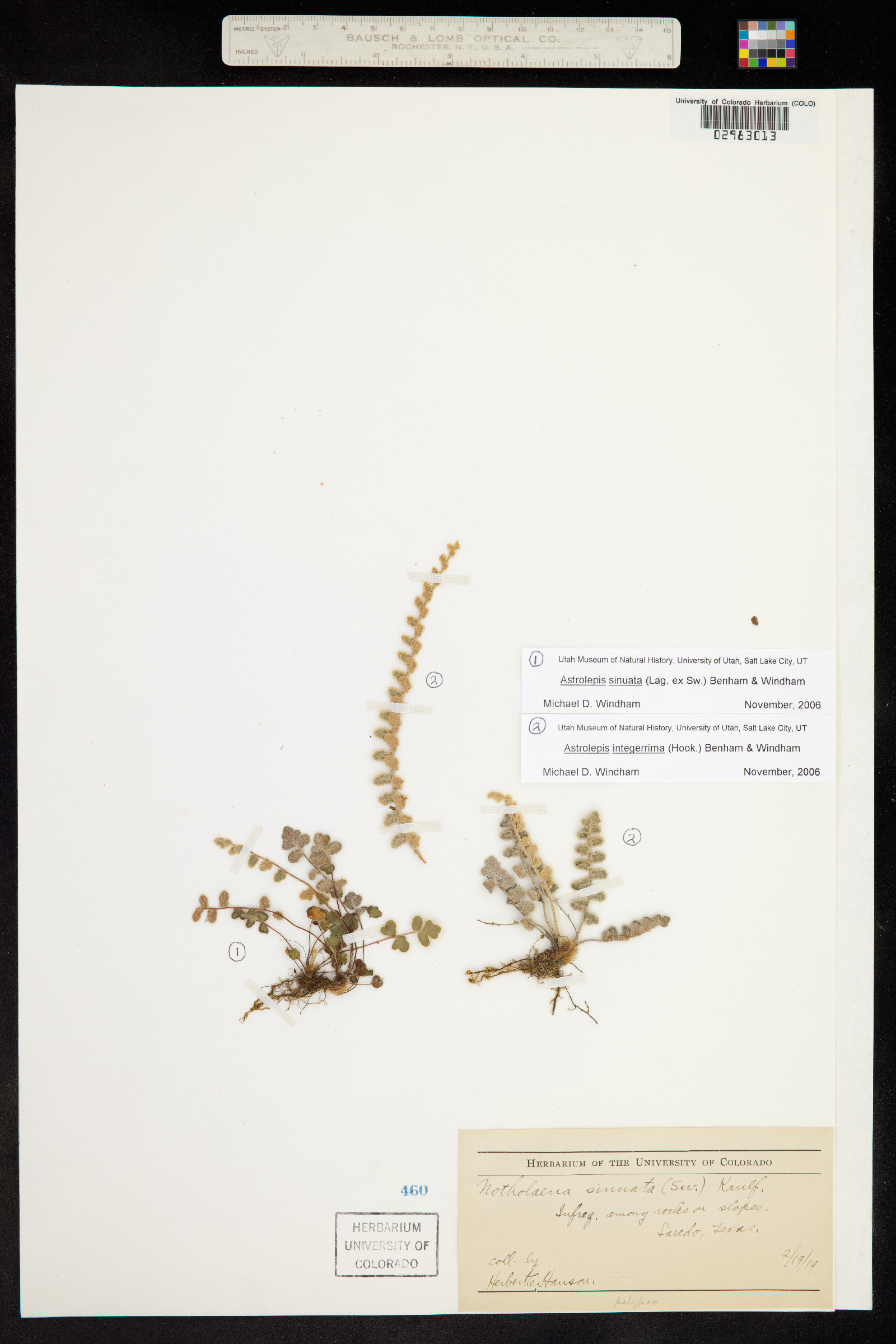 Astrolepis sinuata image