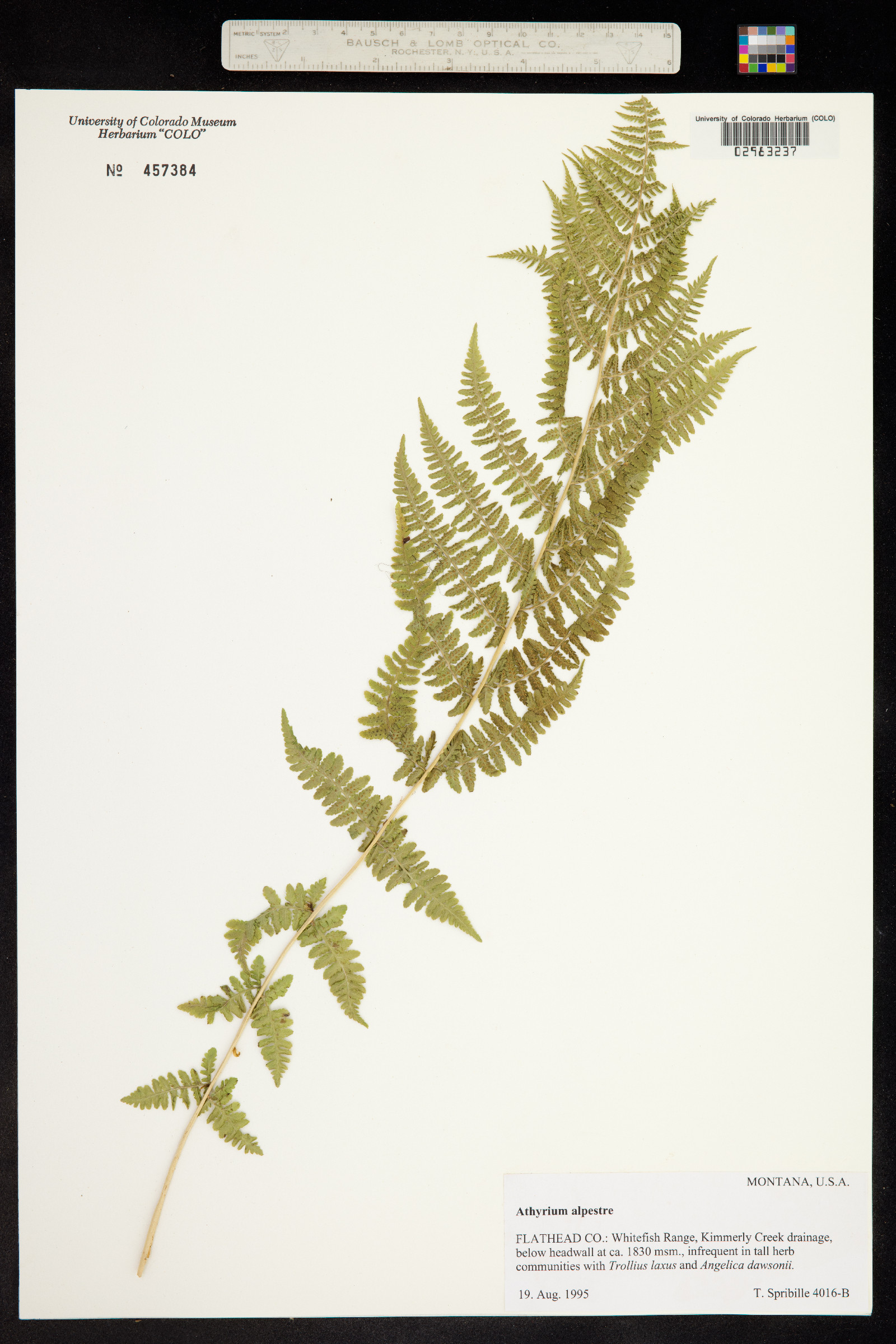 Athyrium image