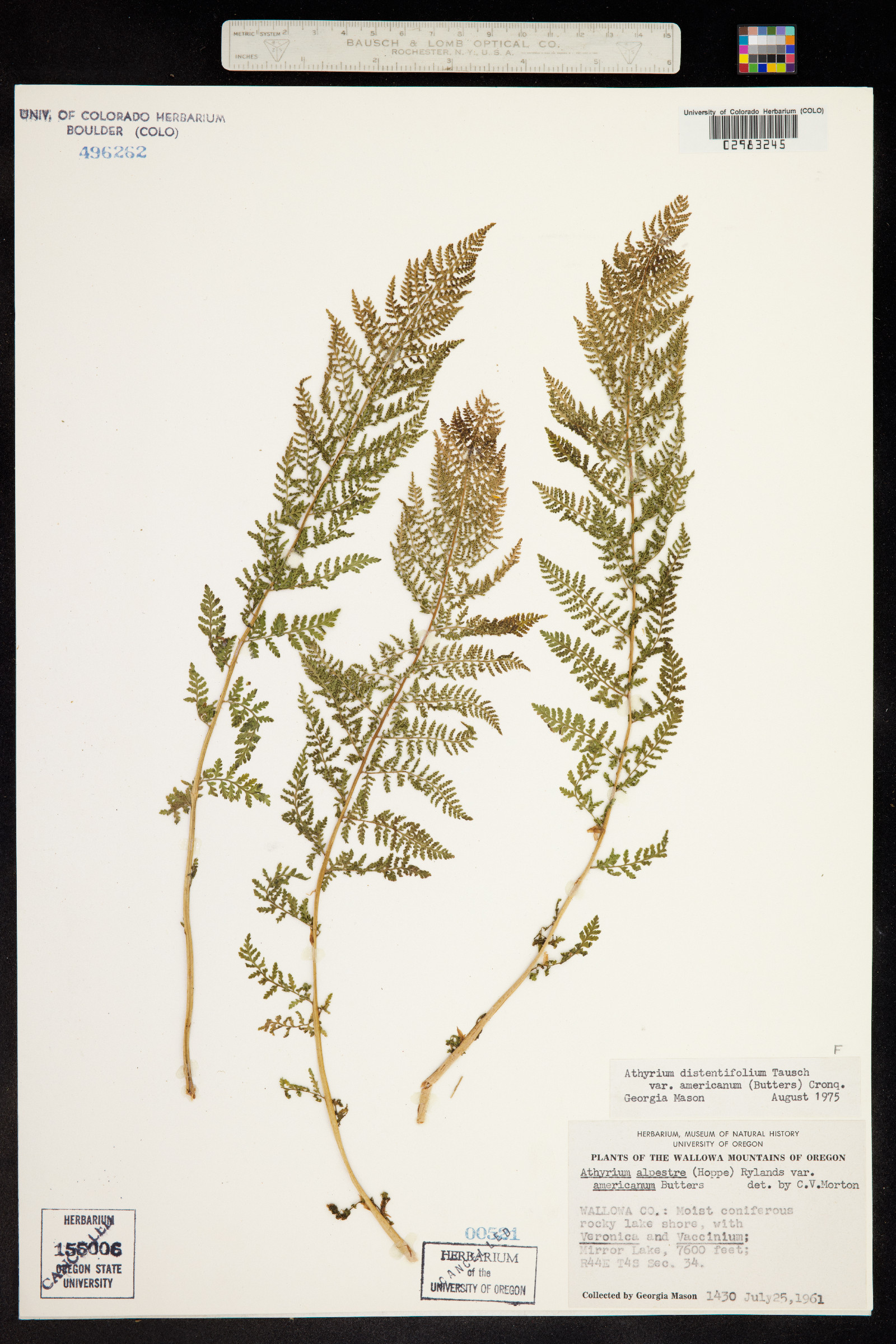 Athyrium distentifolium image