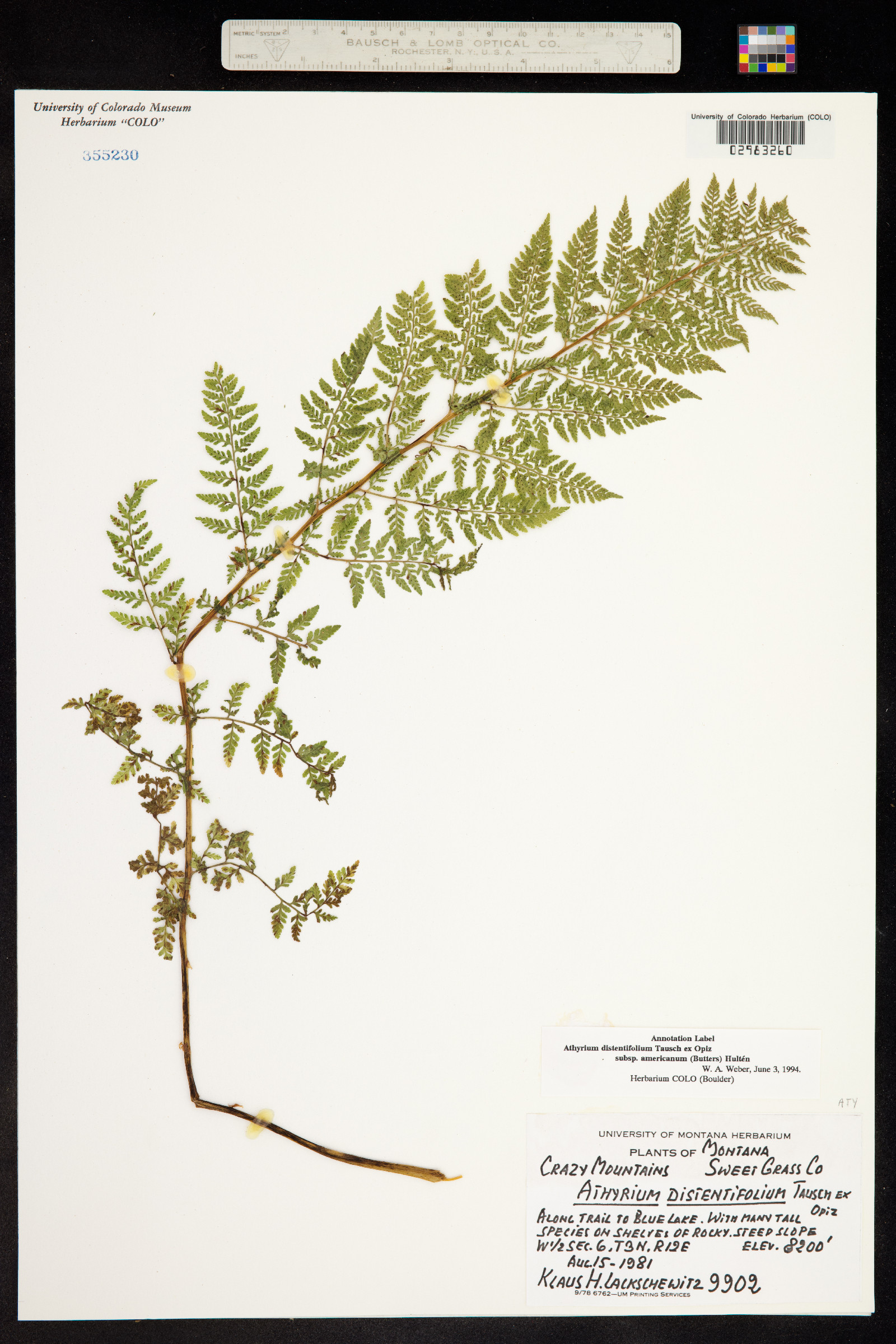 Athyrium distentifolium image