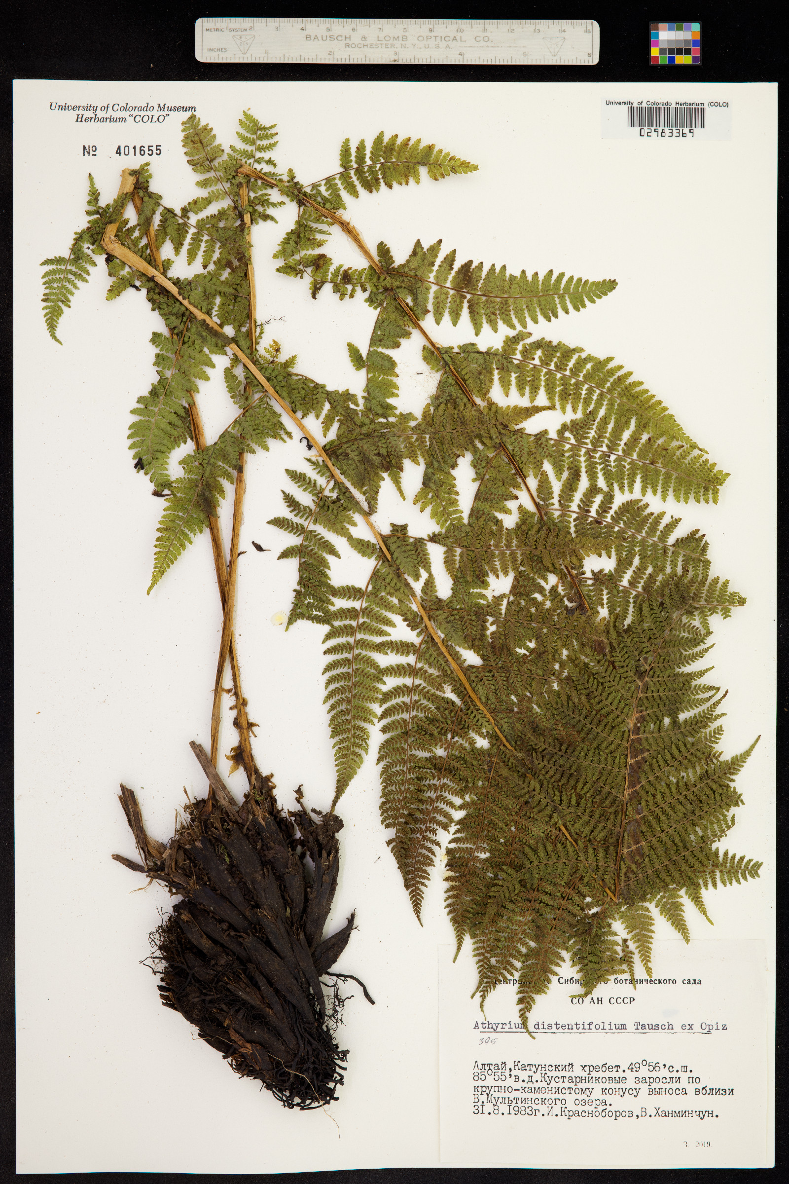 Athyrium distentifolium image