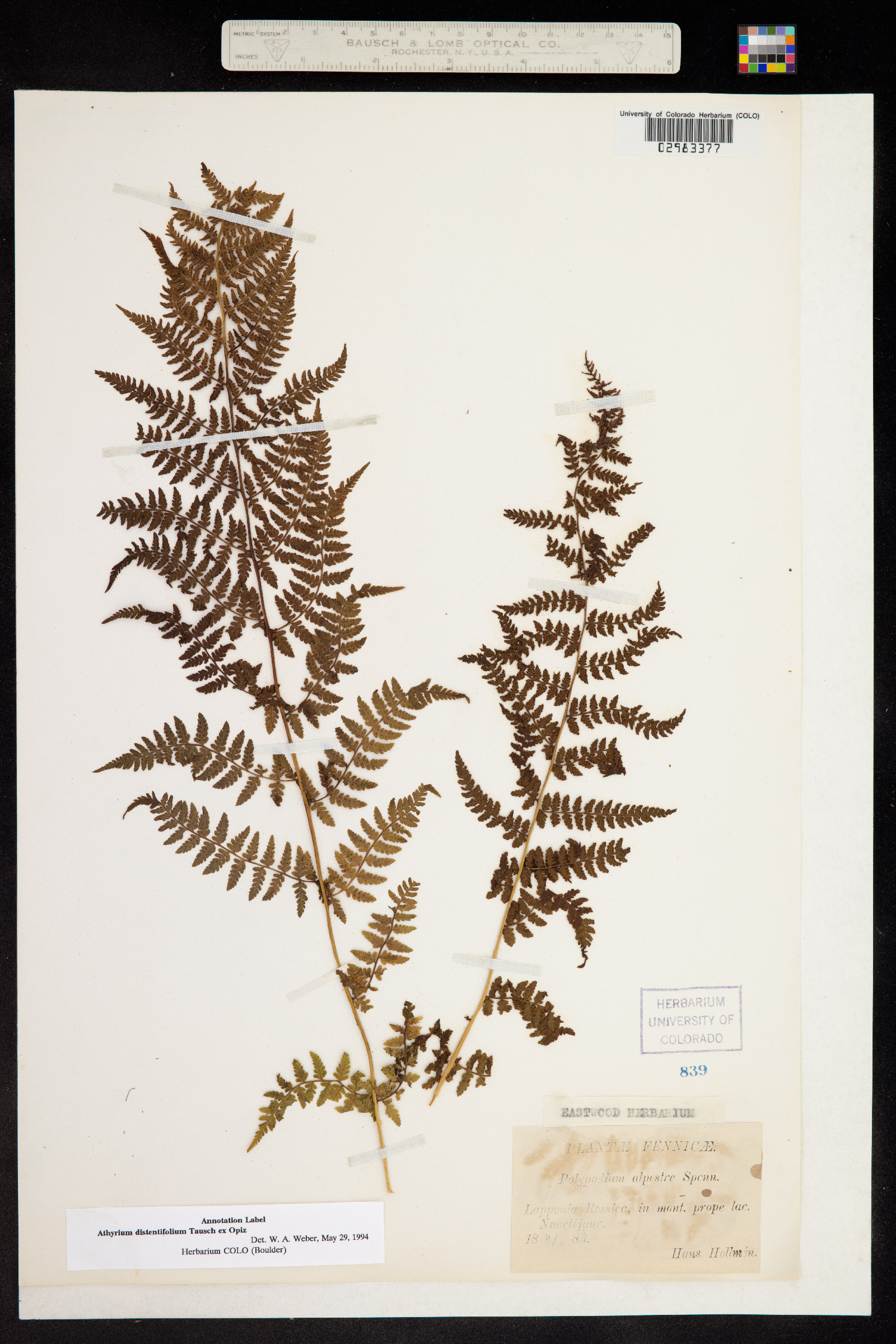Athyrium distentifolium image