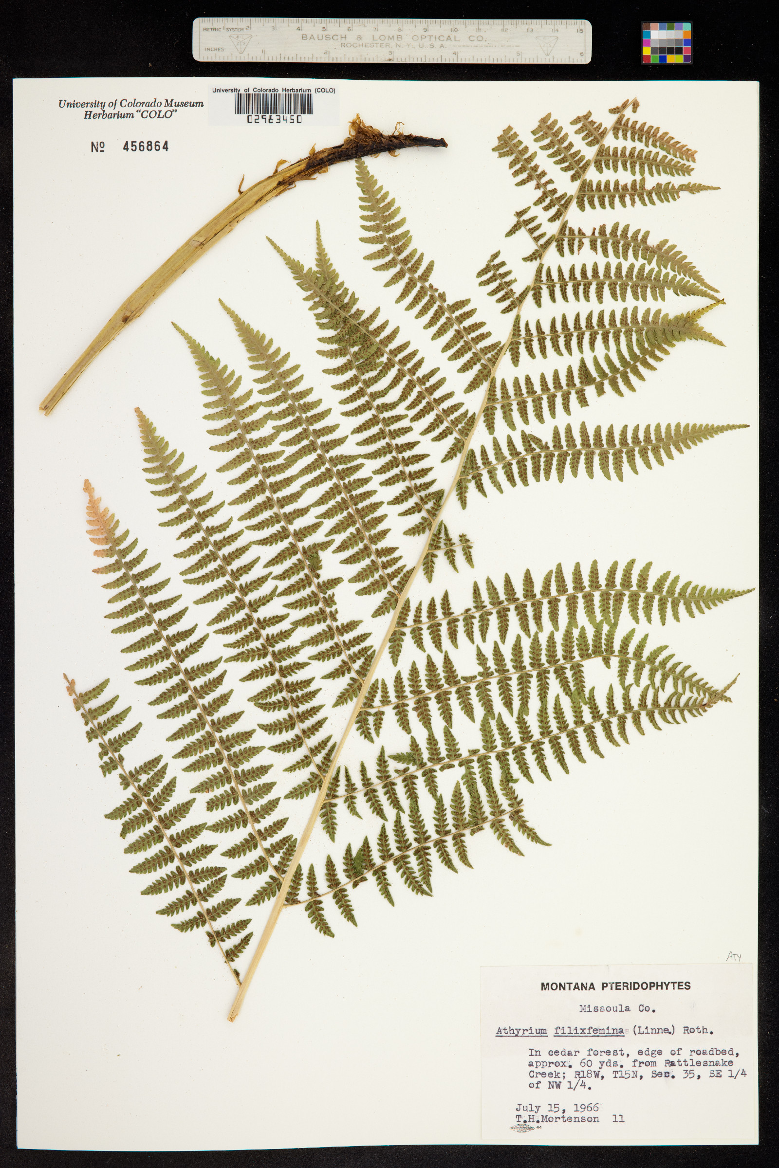 Athyrium filix-femina image
