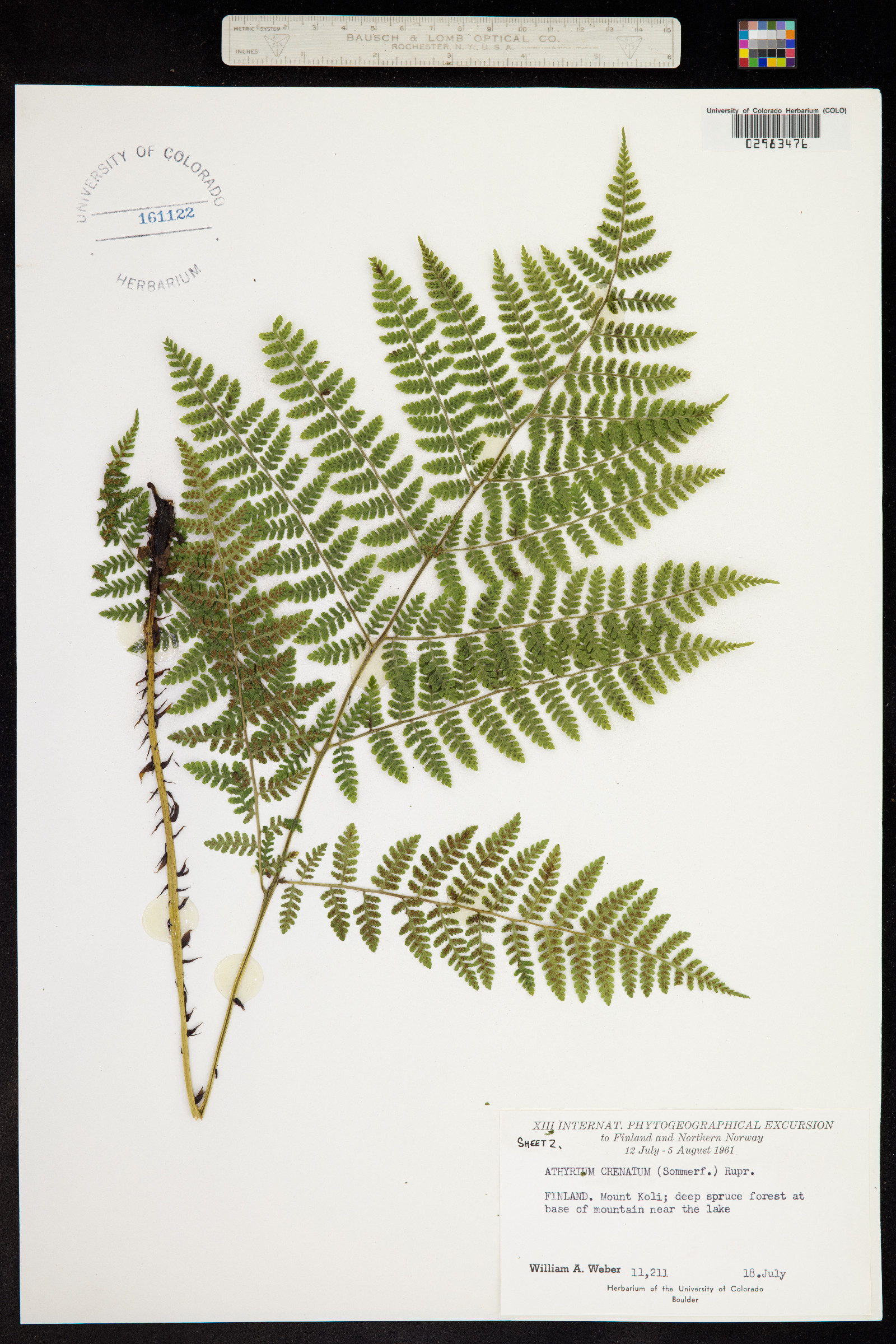 Diplazium sibiricum image