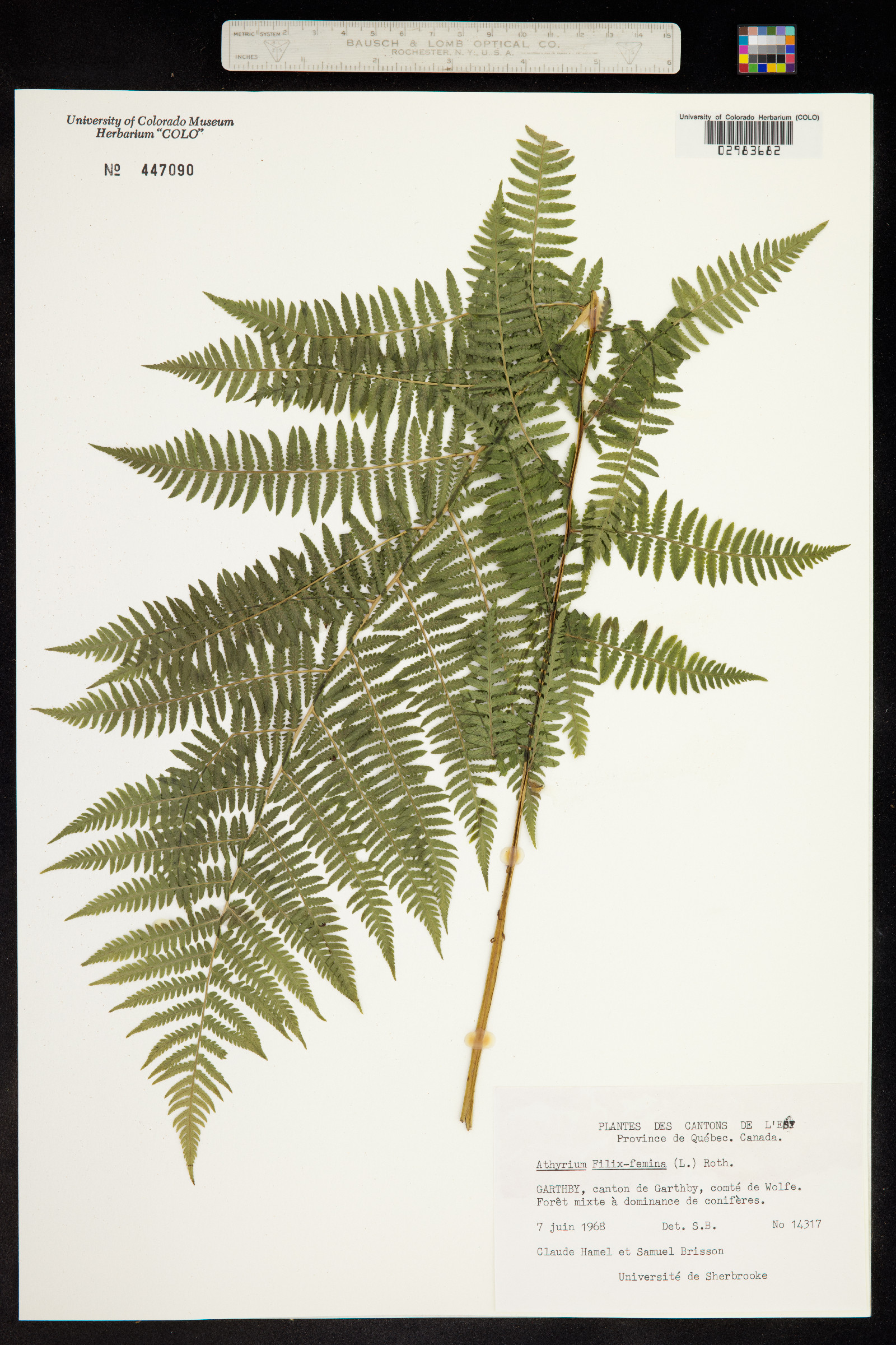 Athyrium image