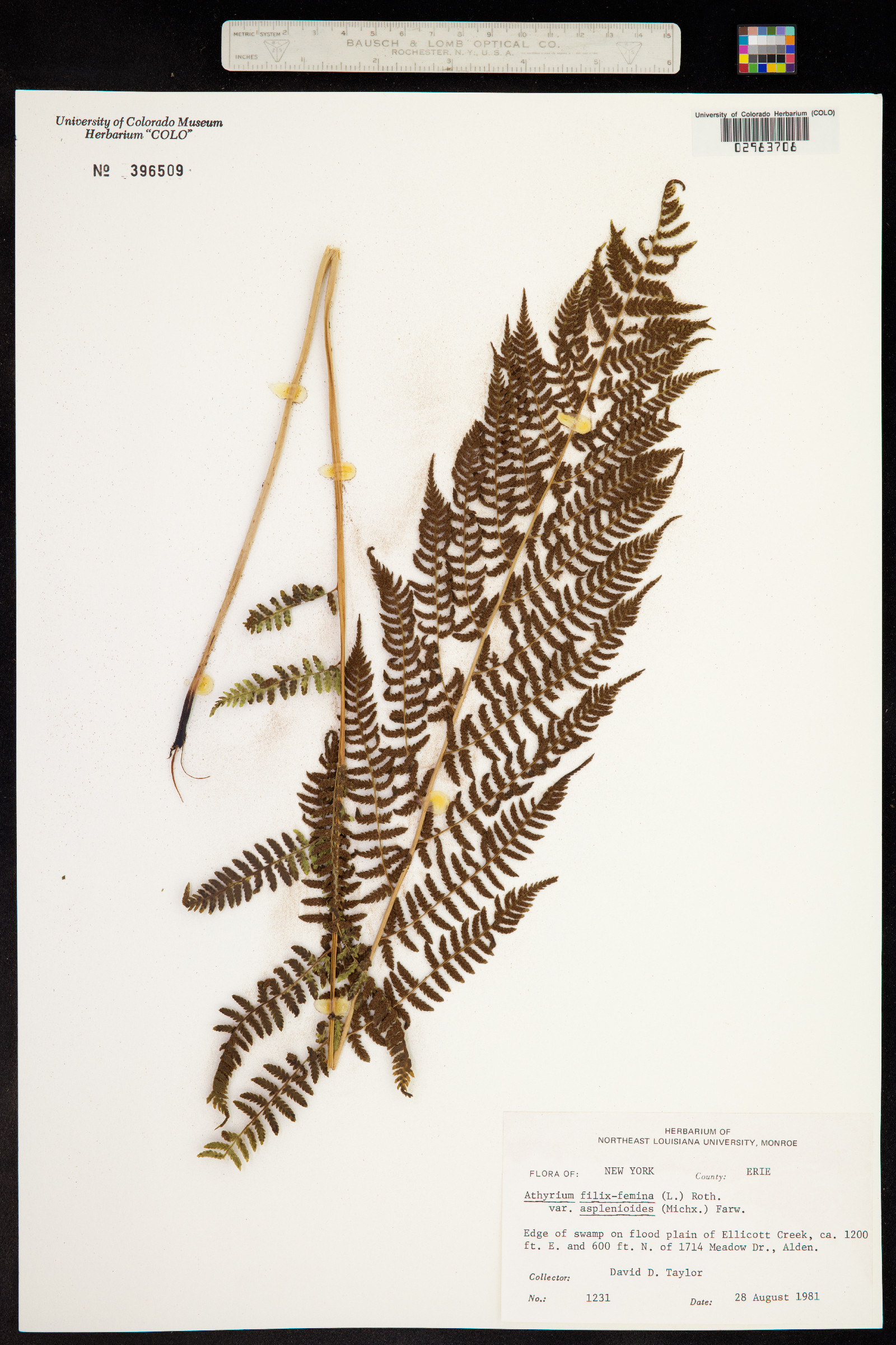 Dryopteridaceae image