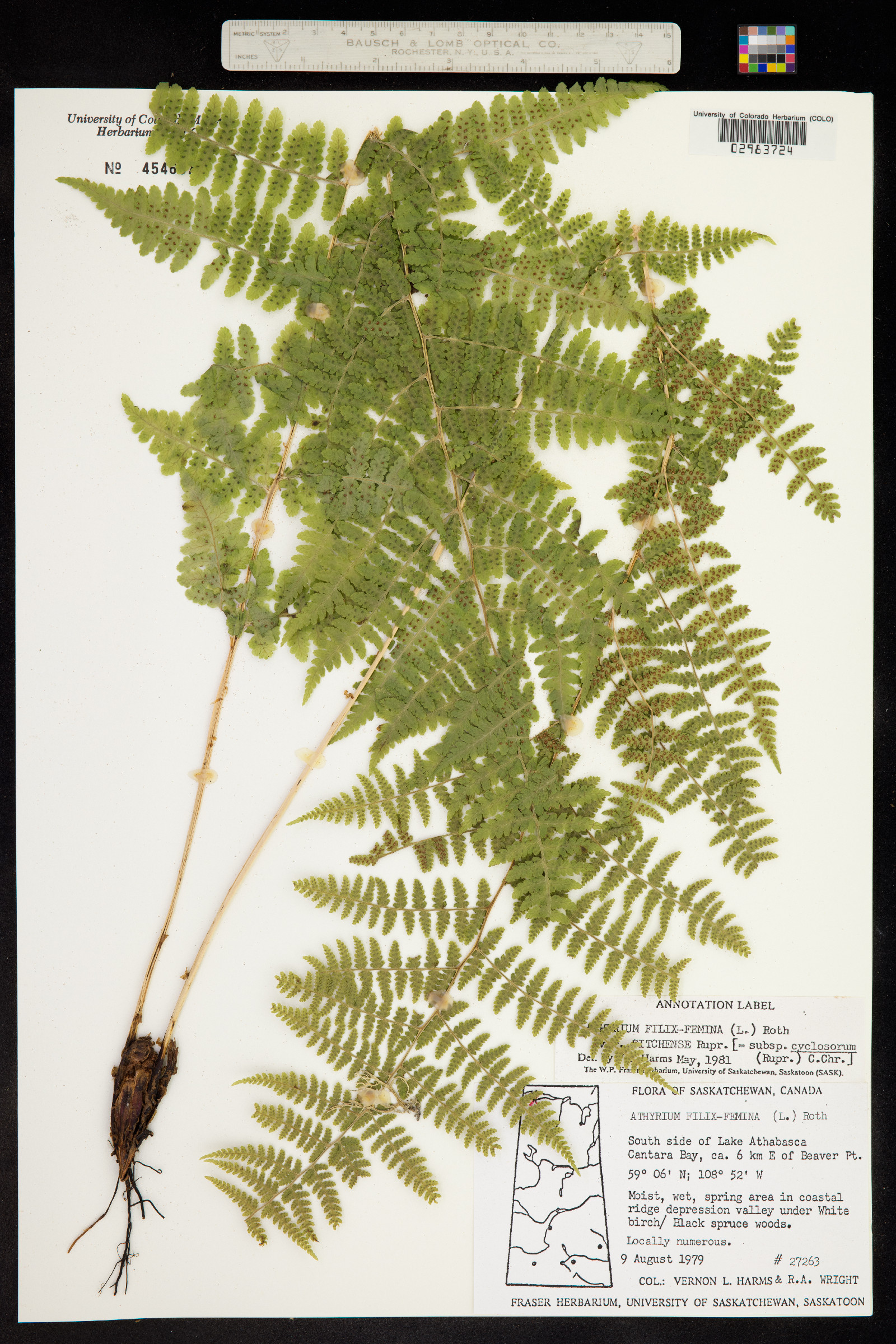 Athyrium image