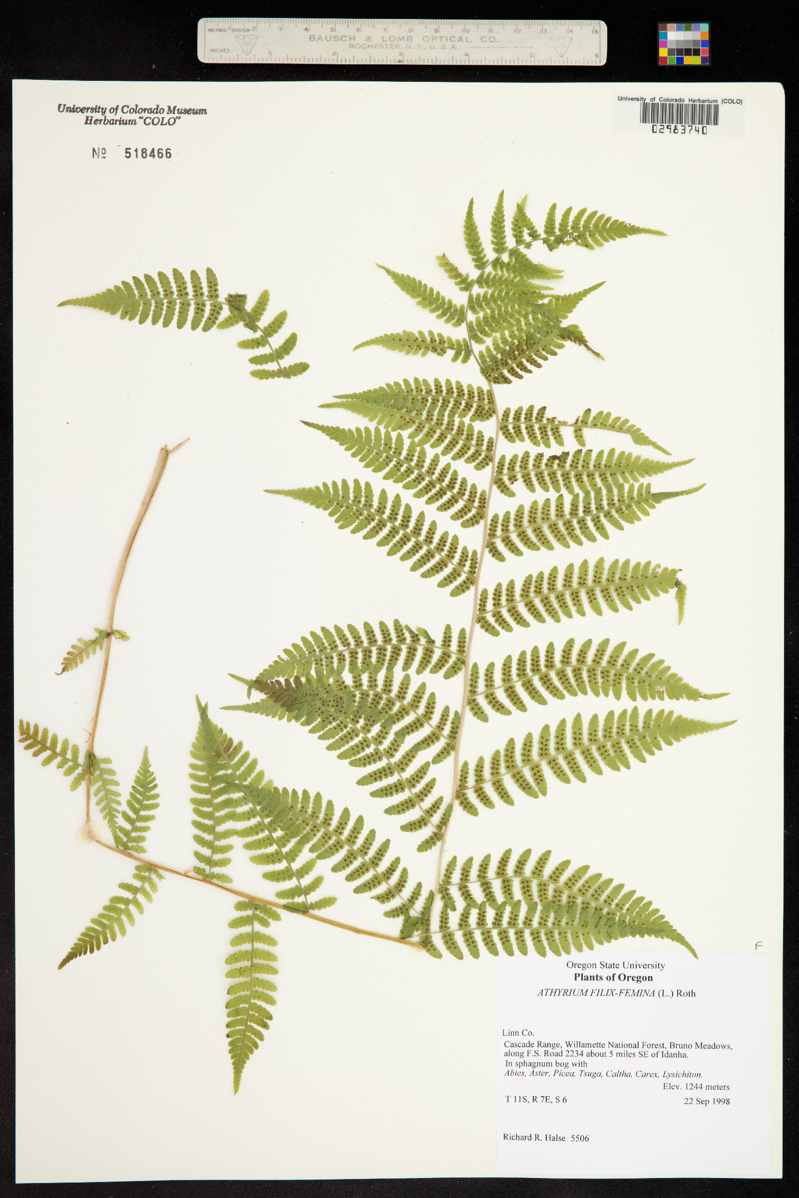 Athyrium image