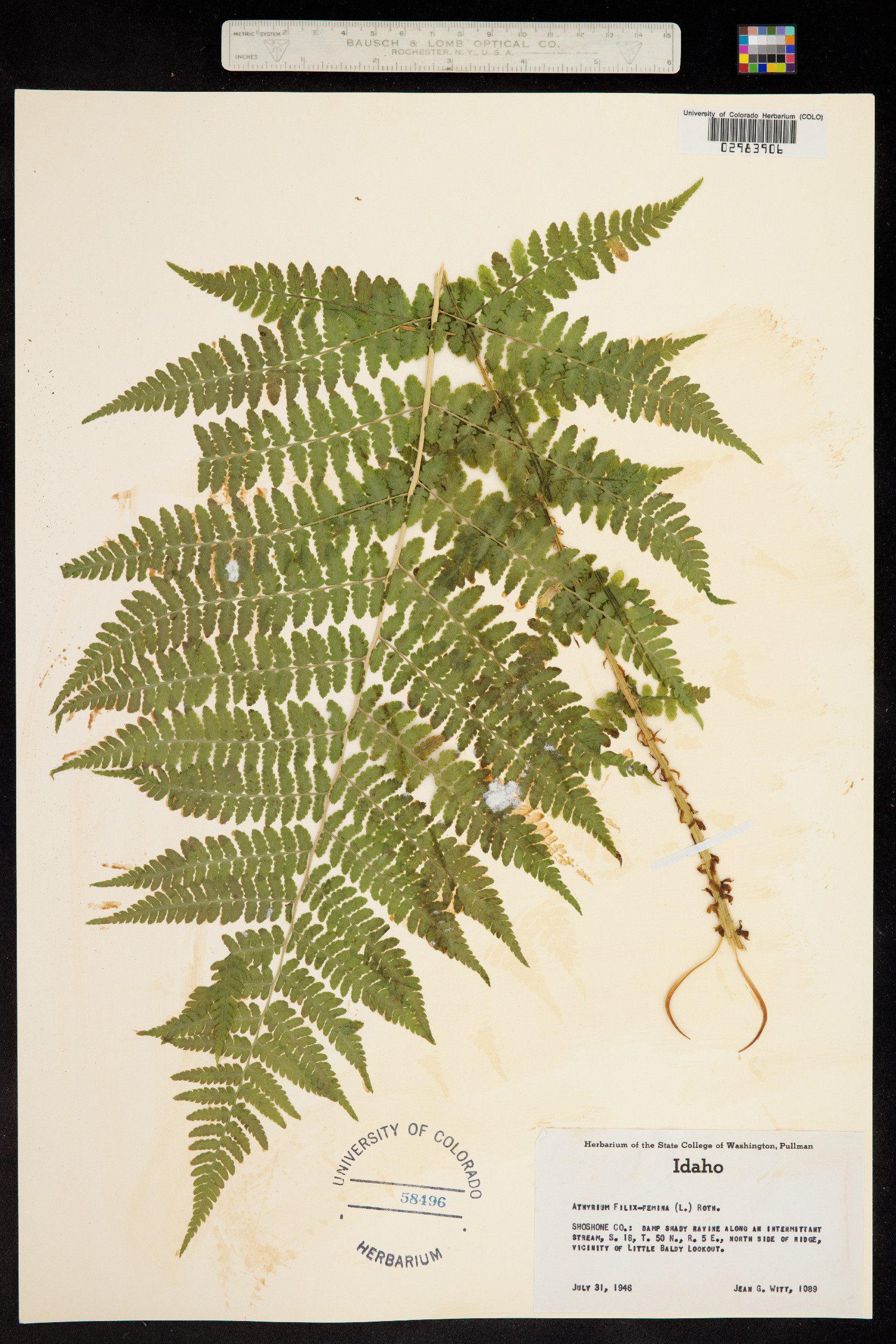 Athyrium filix-femina image