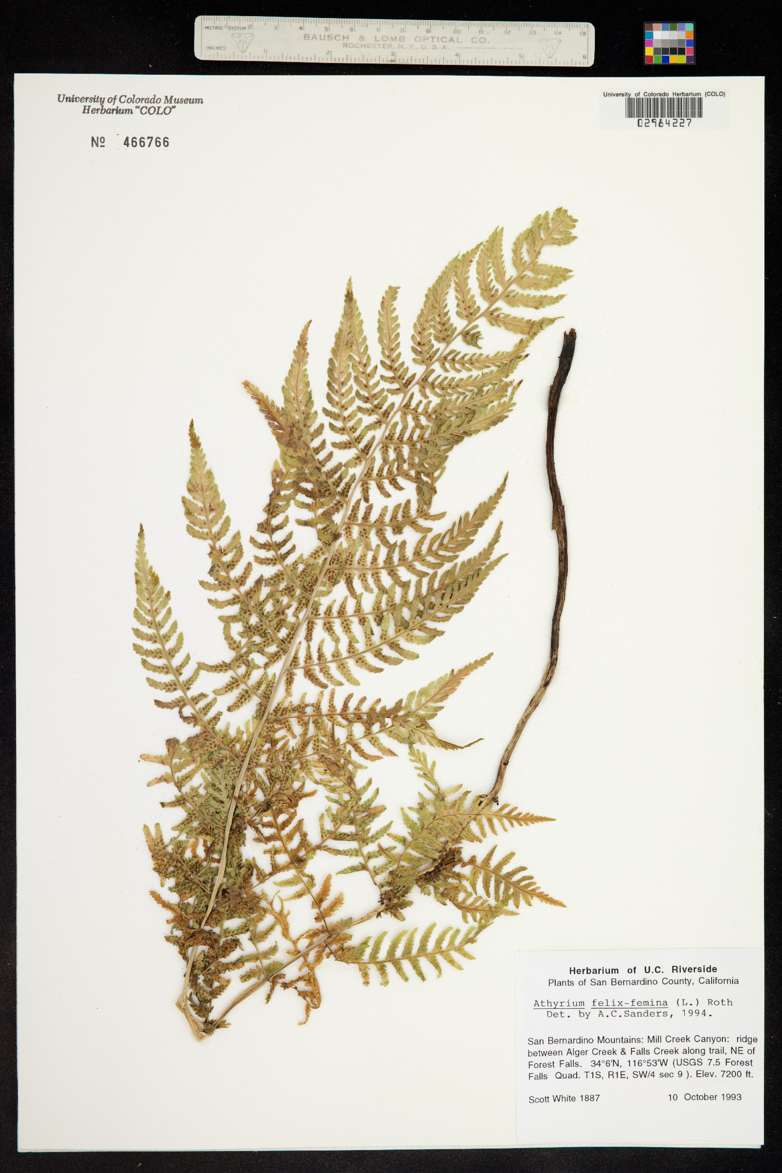 Dryopteridaceae image