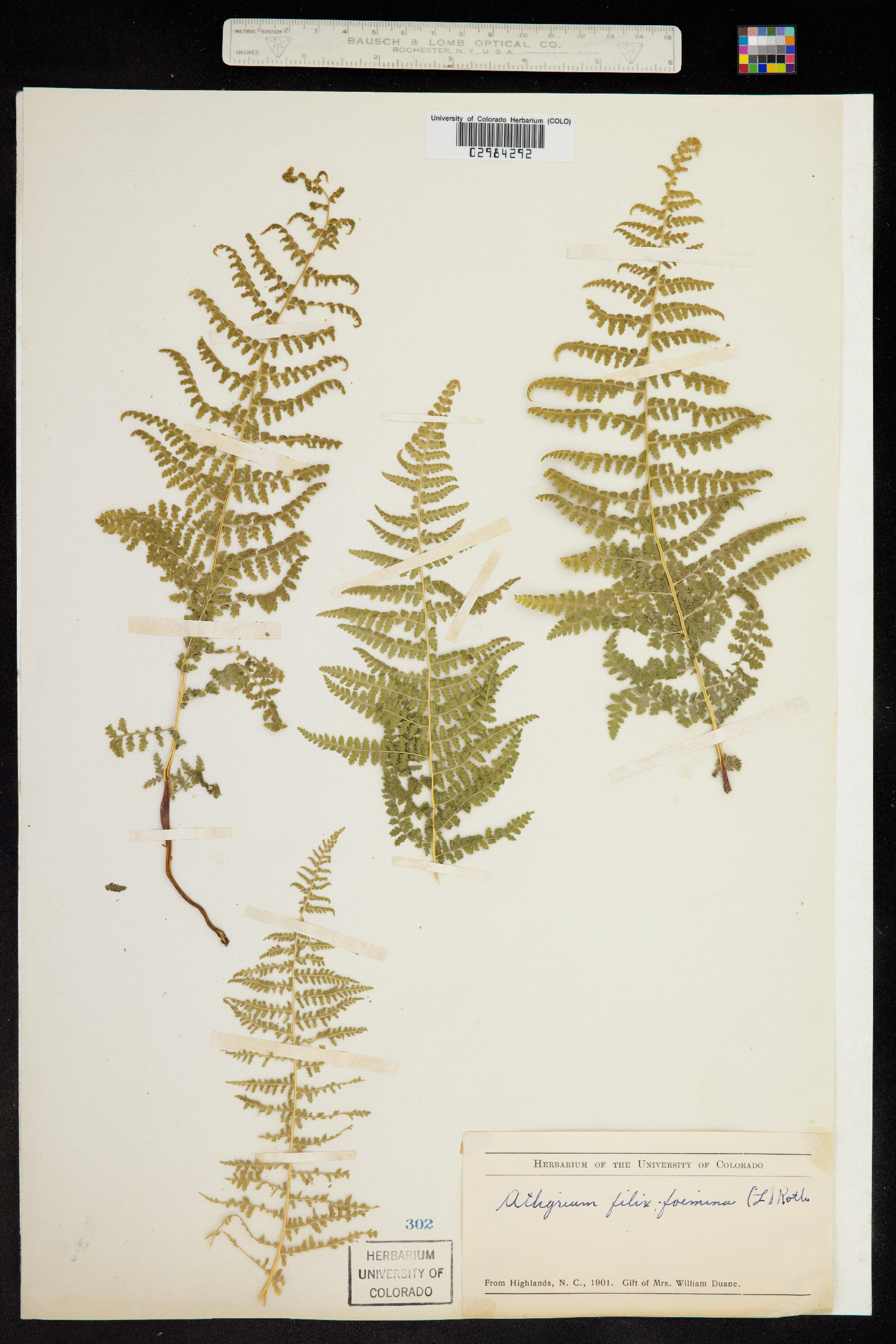 Athyrium filix-femina image