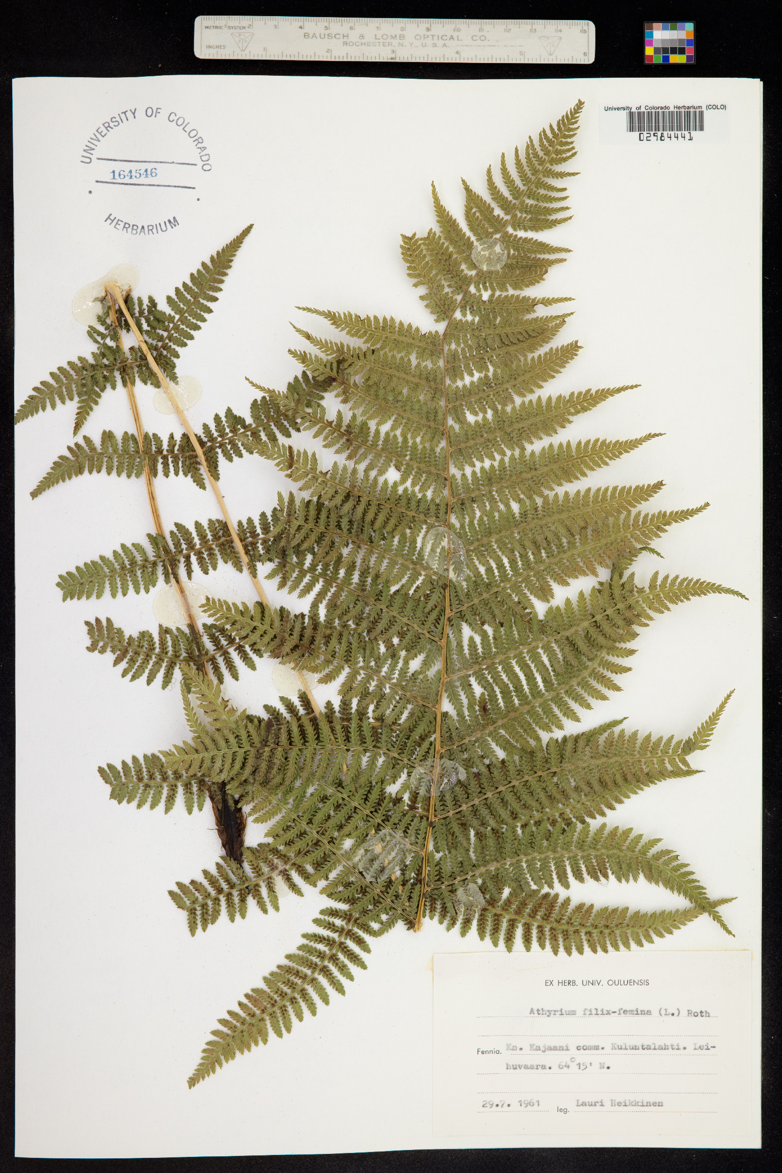 Athyrium filix-femina image