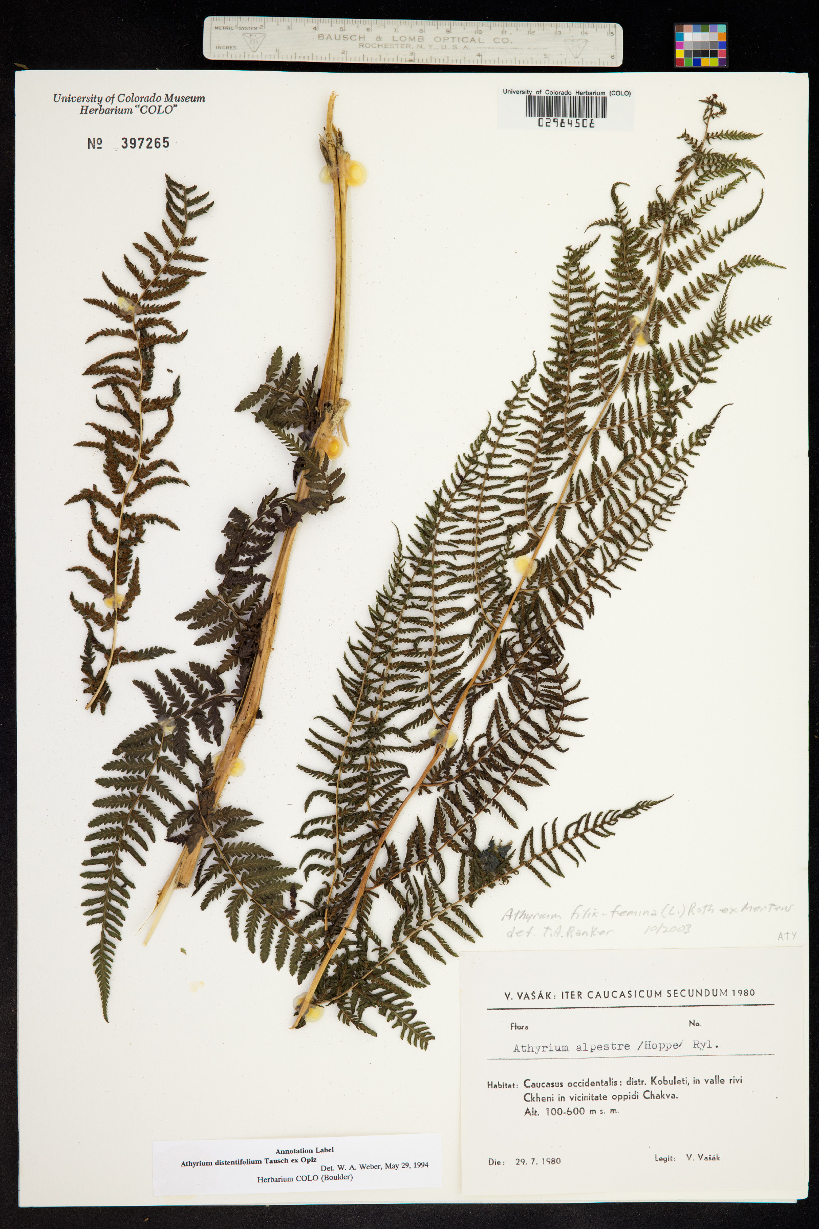 Dryopteridaceae image