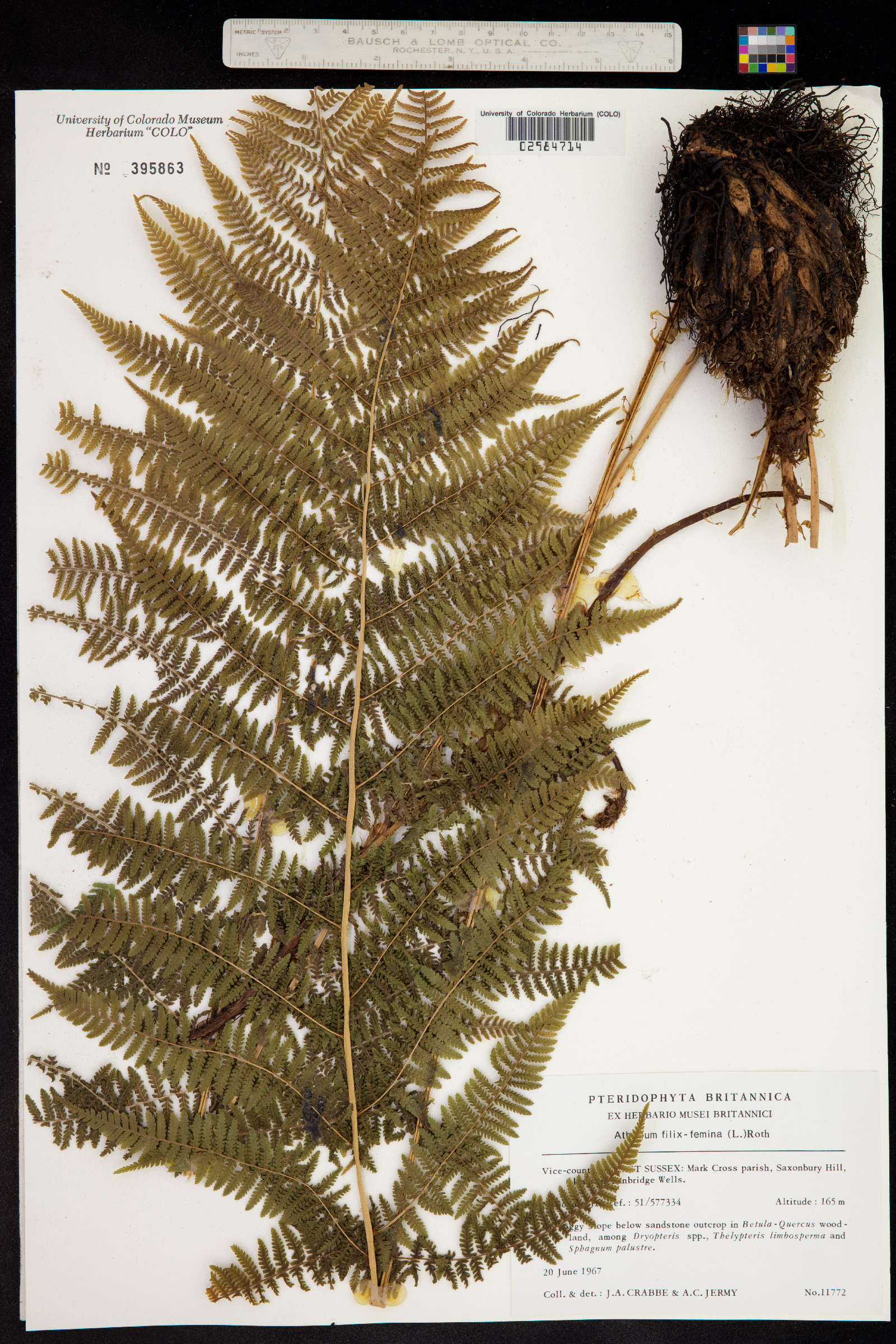 Athyrium filix-femina image
