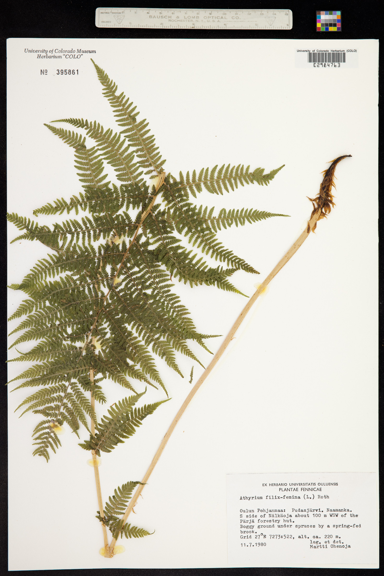 Athyrium filix-femina image