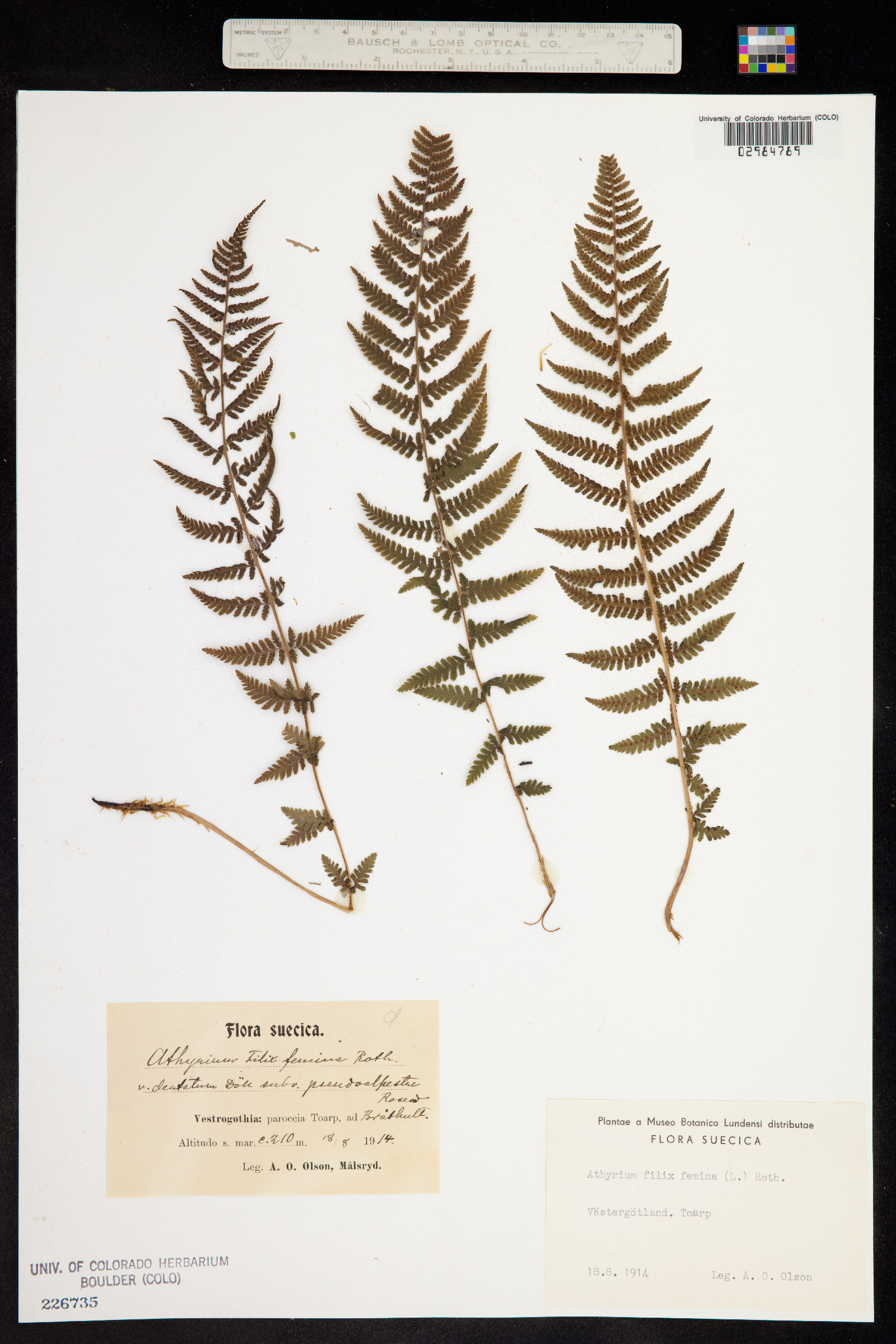 Athyrium image