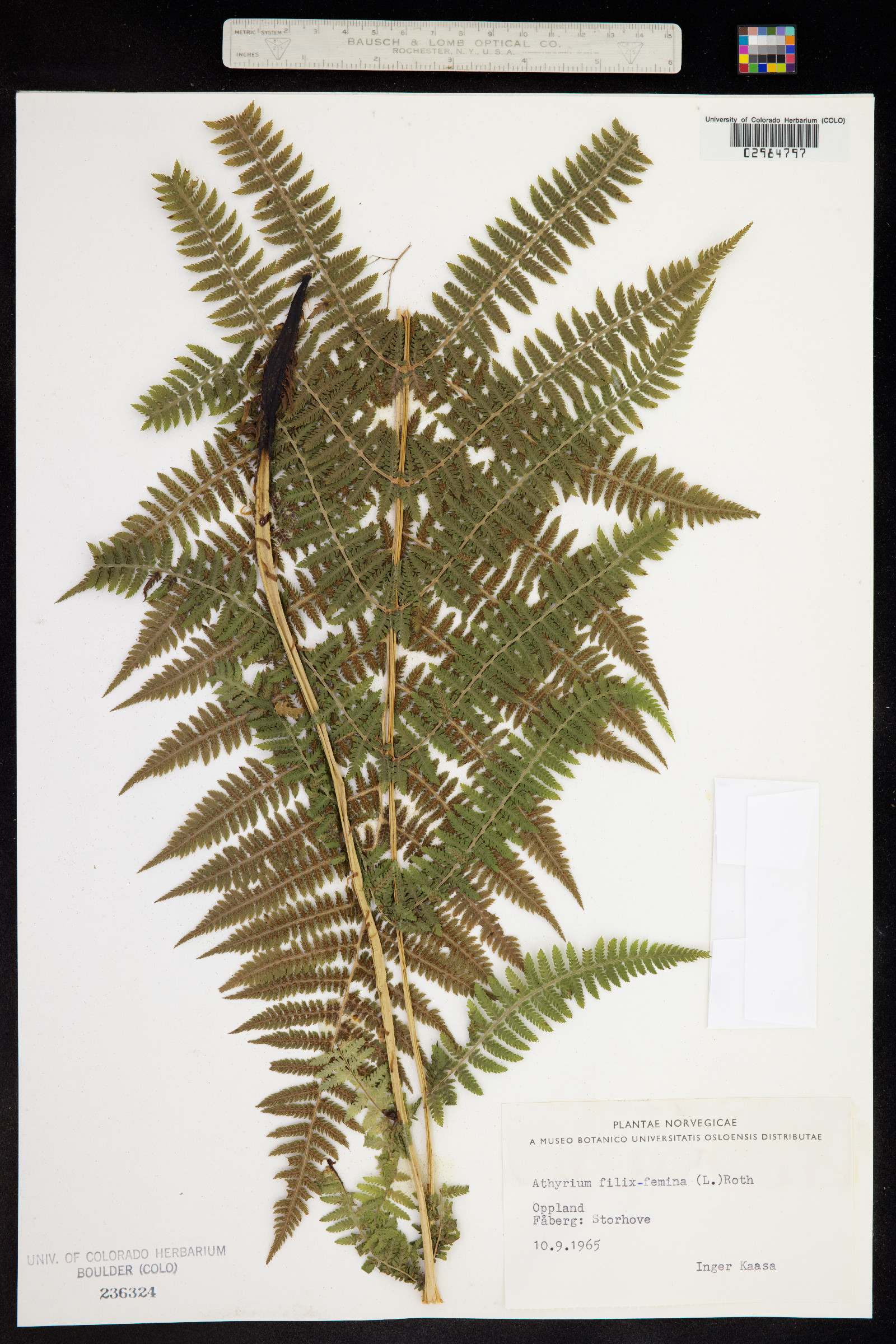 Athyrium filix-femina image