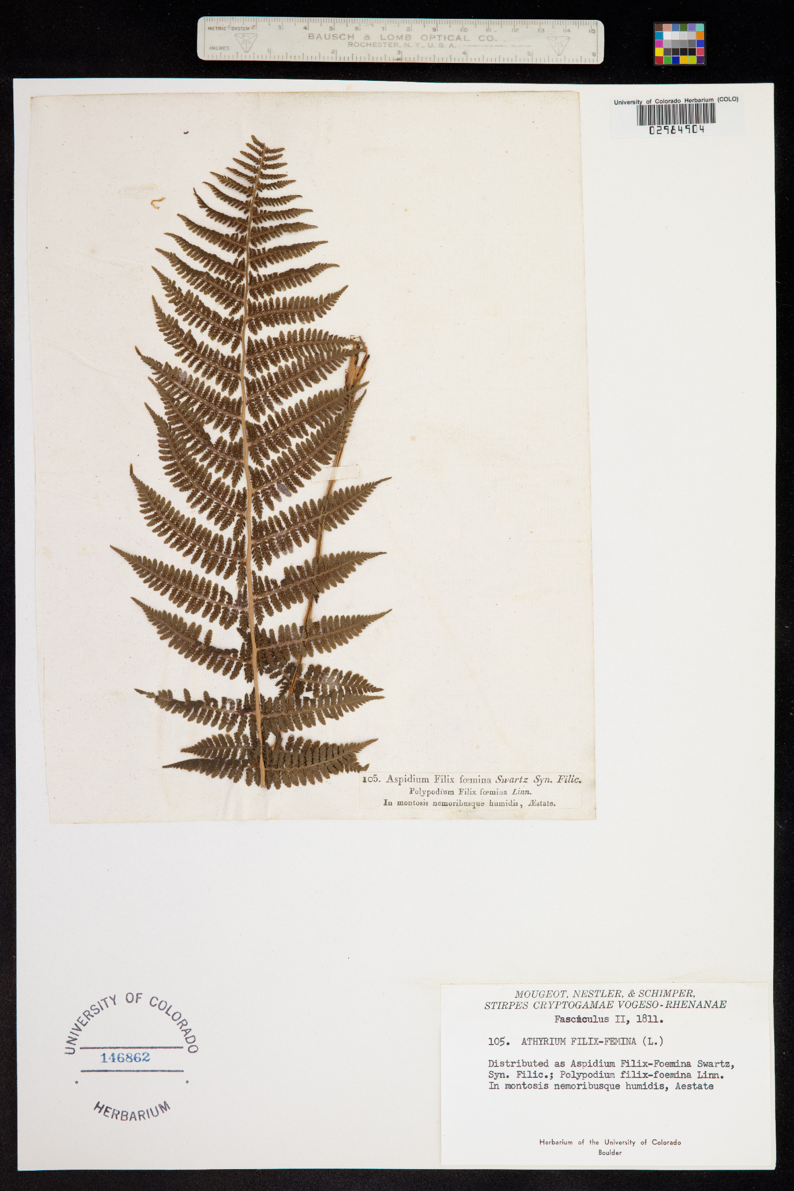 Athyrium filix-femina image