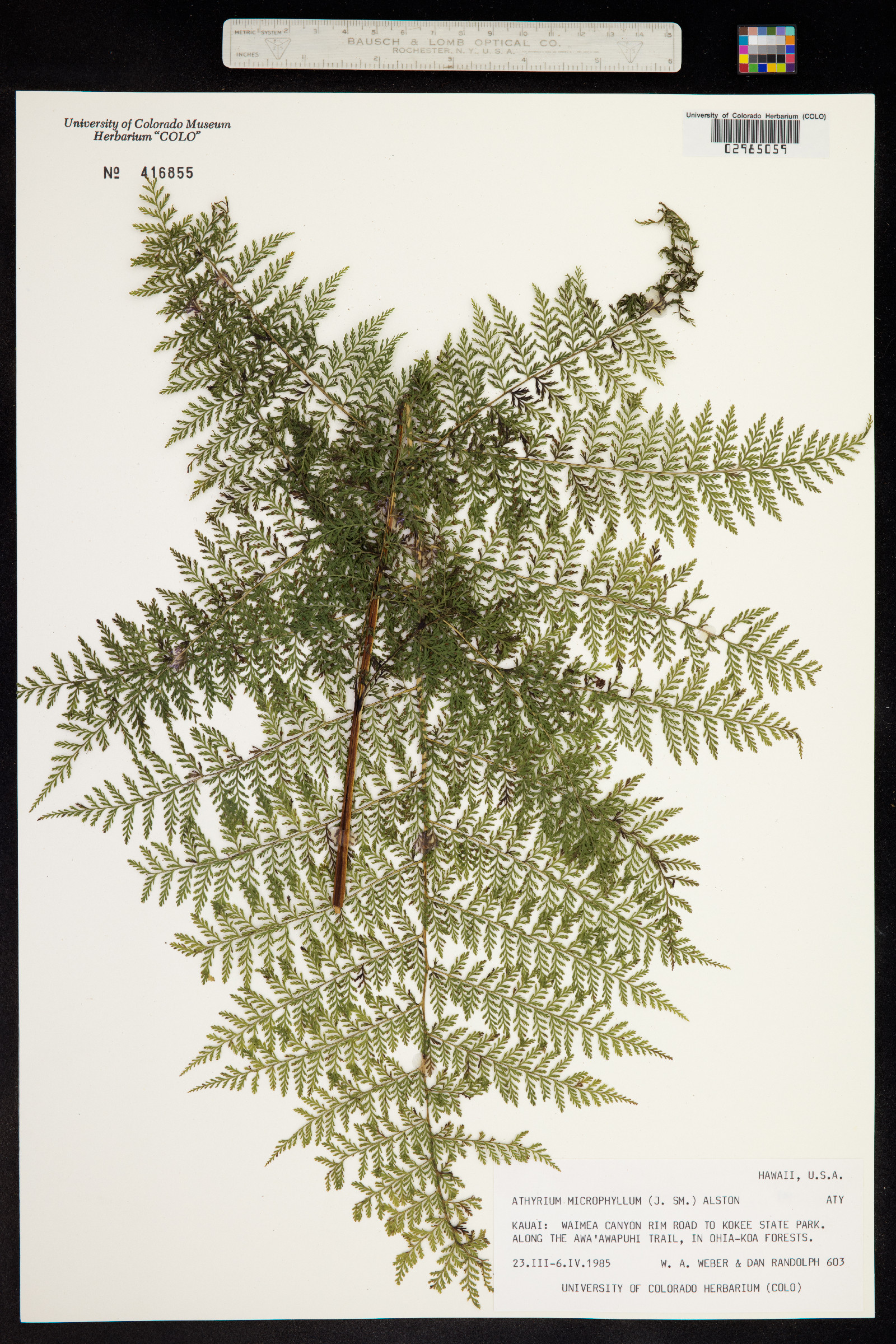 Athyrium microphyllum image