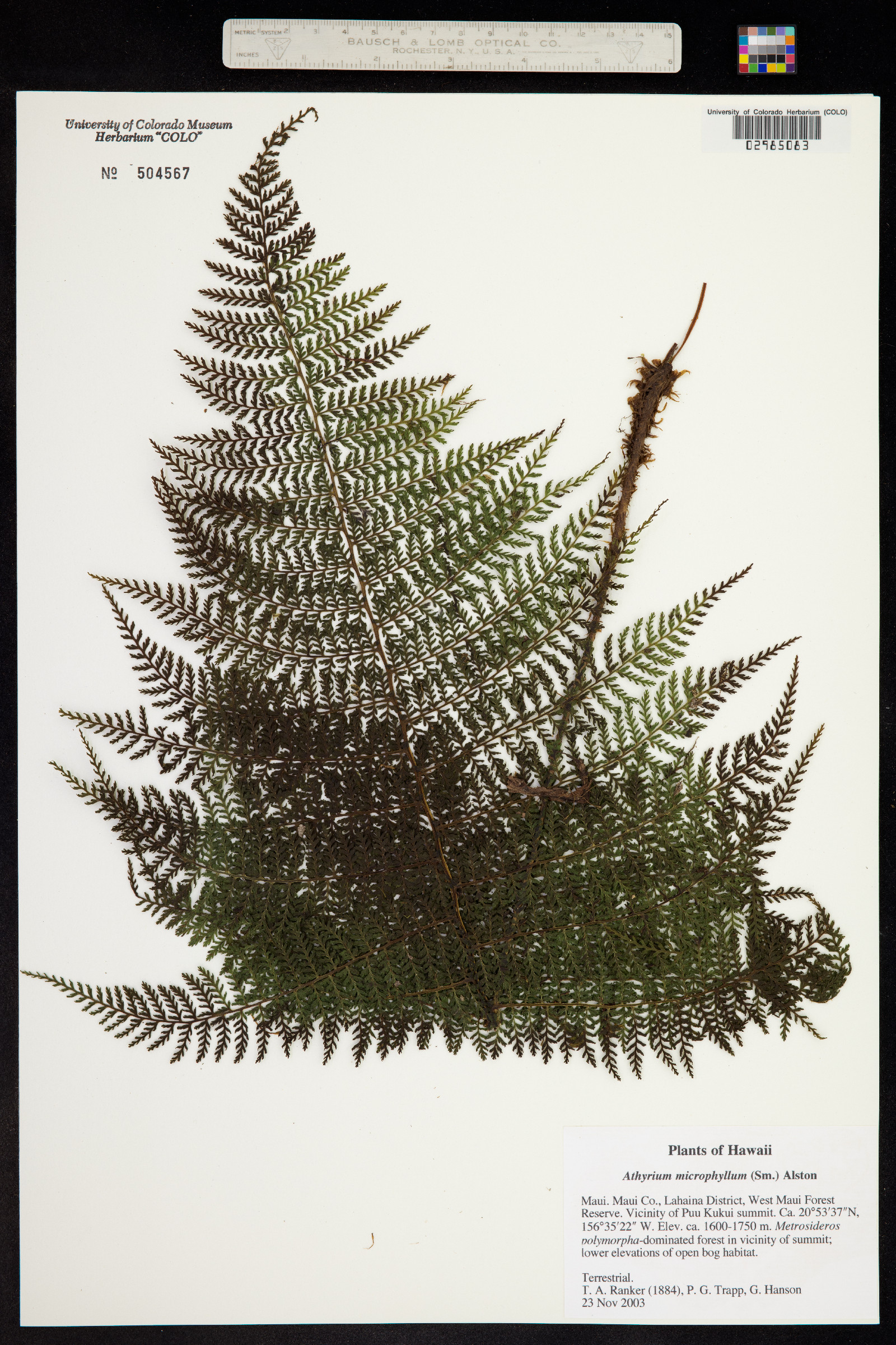 Athyrium microphyllum image