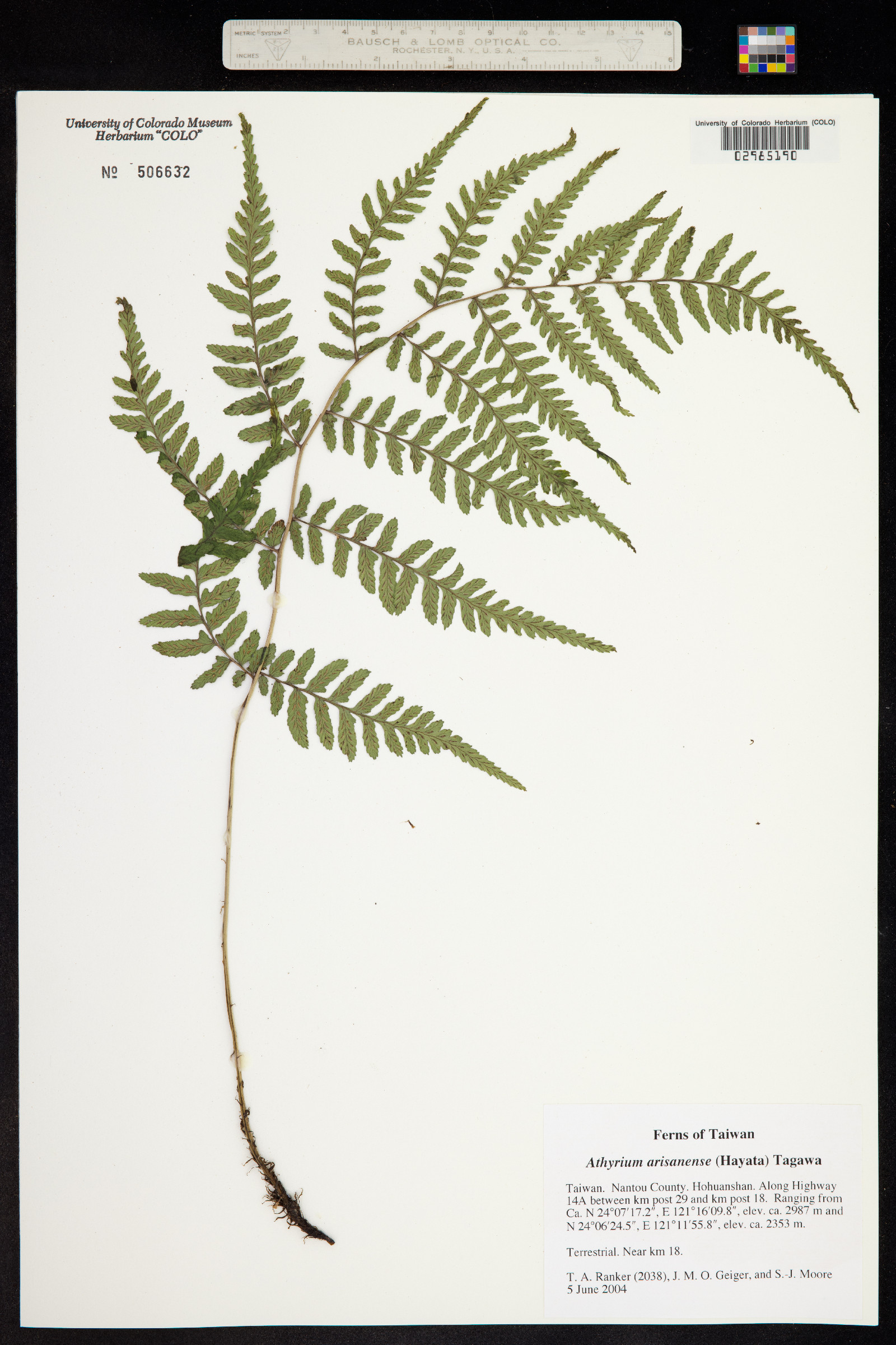 Athyrium arisanense image