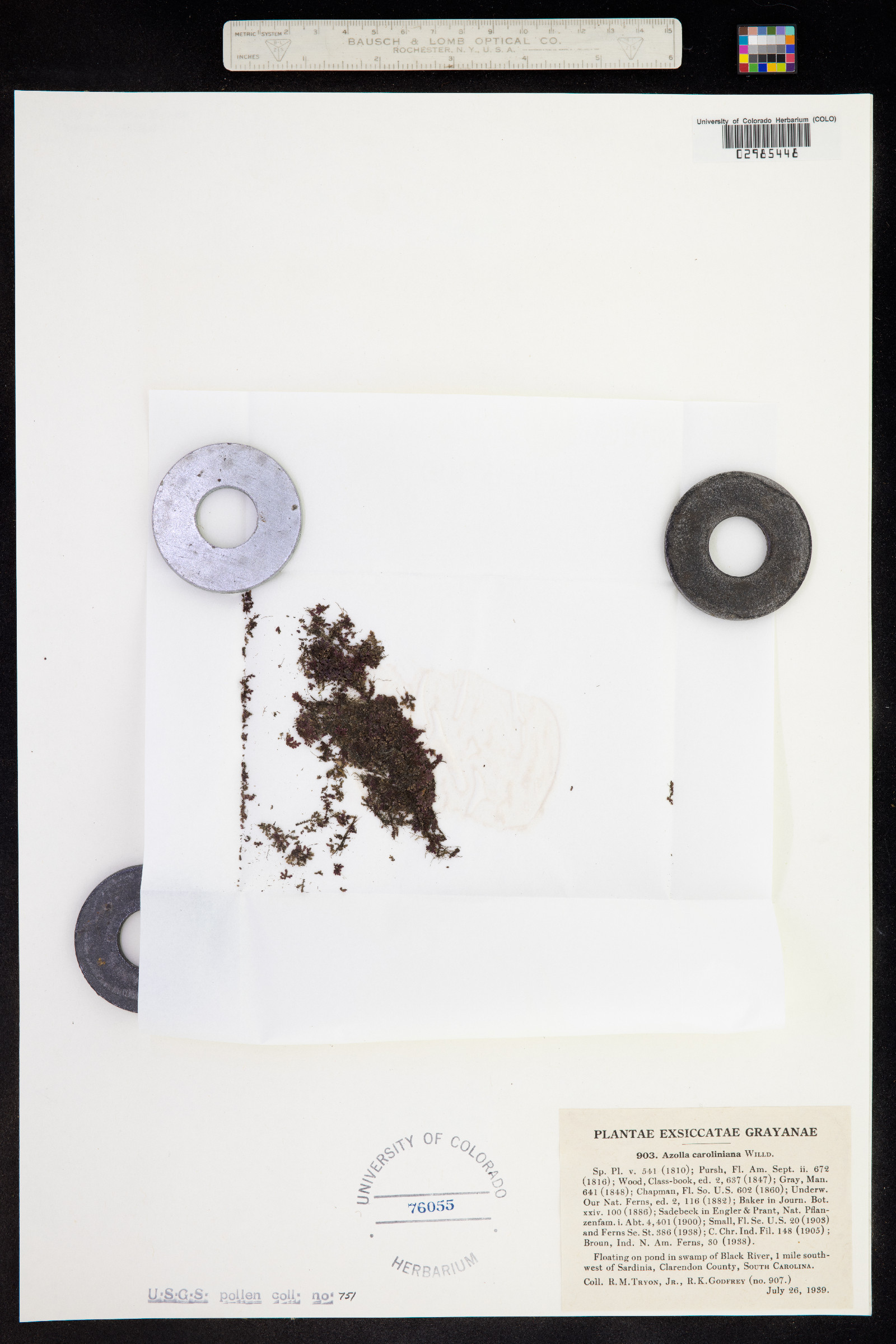 Azolla filiculoides image