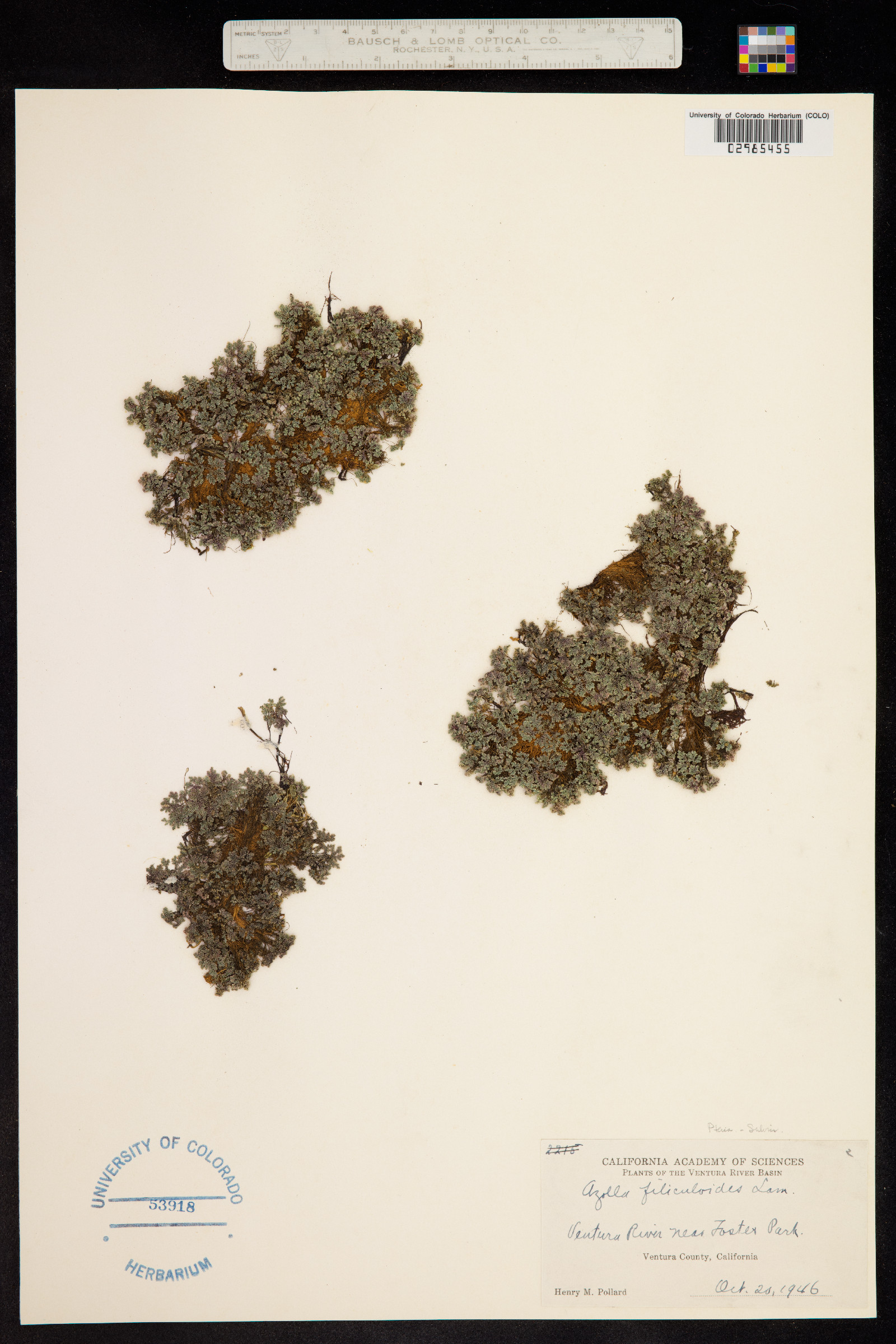 Azolla filiculoides image