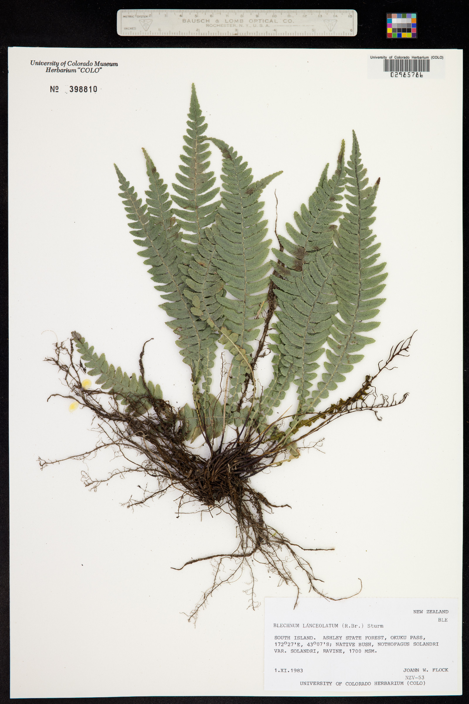 Blechnum lanceolatum image