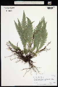 Blechnum lanceolatum image