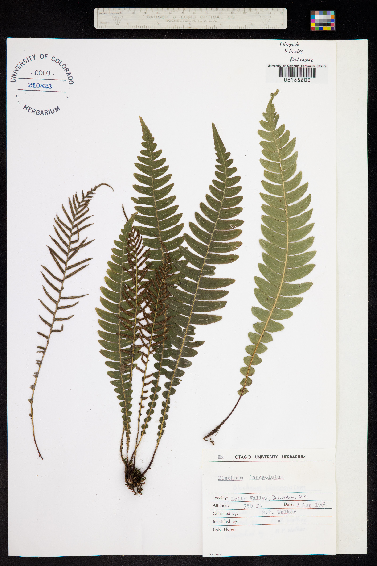 Blechnum lanceolatum image