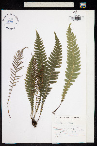 Blechnum lanceolatum image