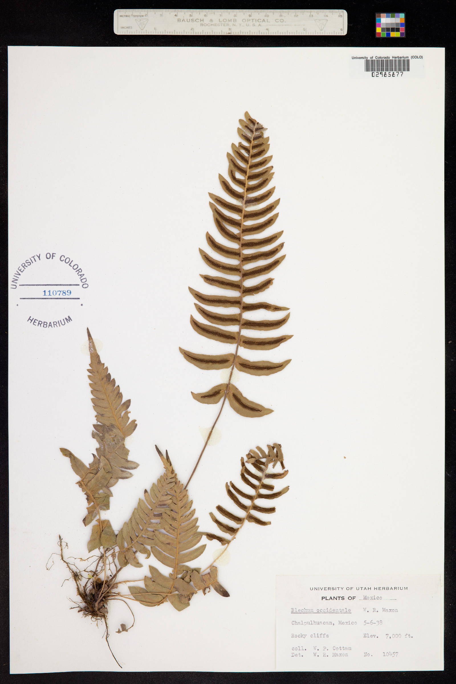 Blechnum occidentale image