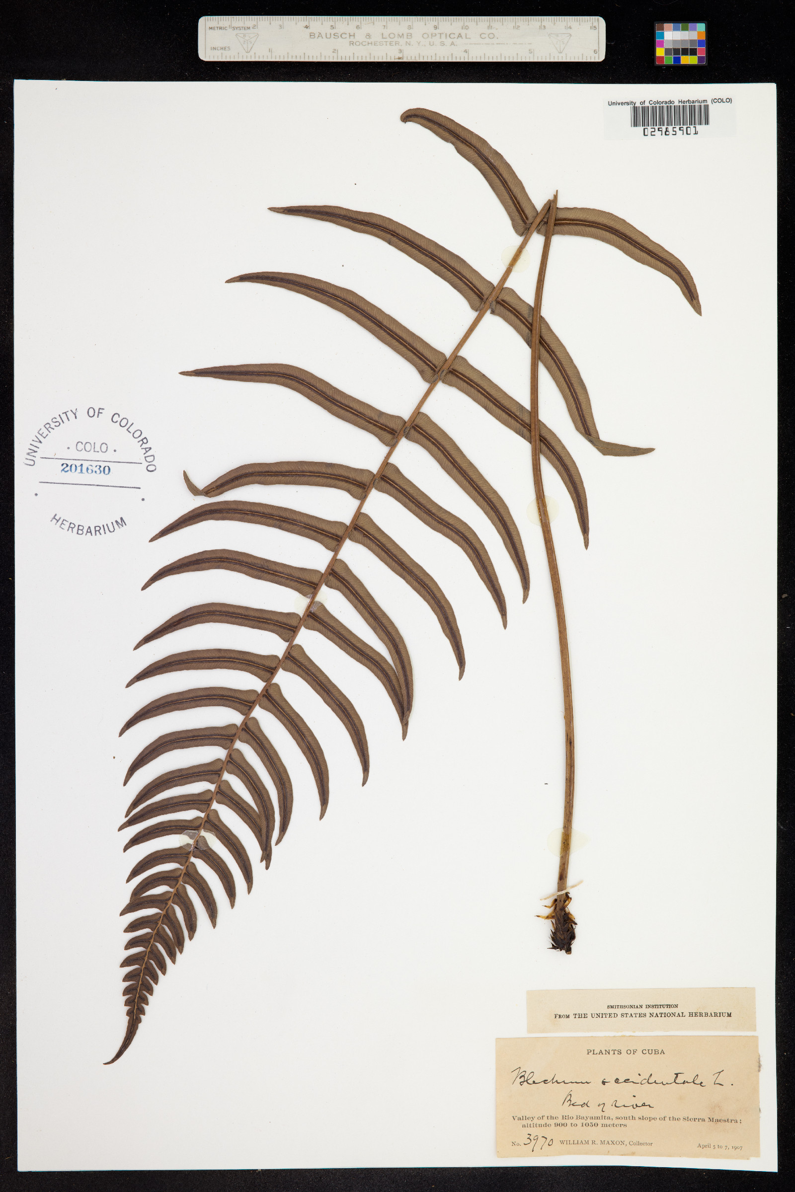 Blechnum occidentale image