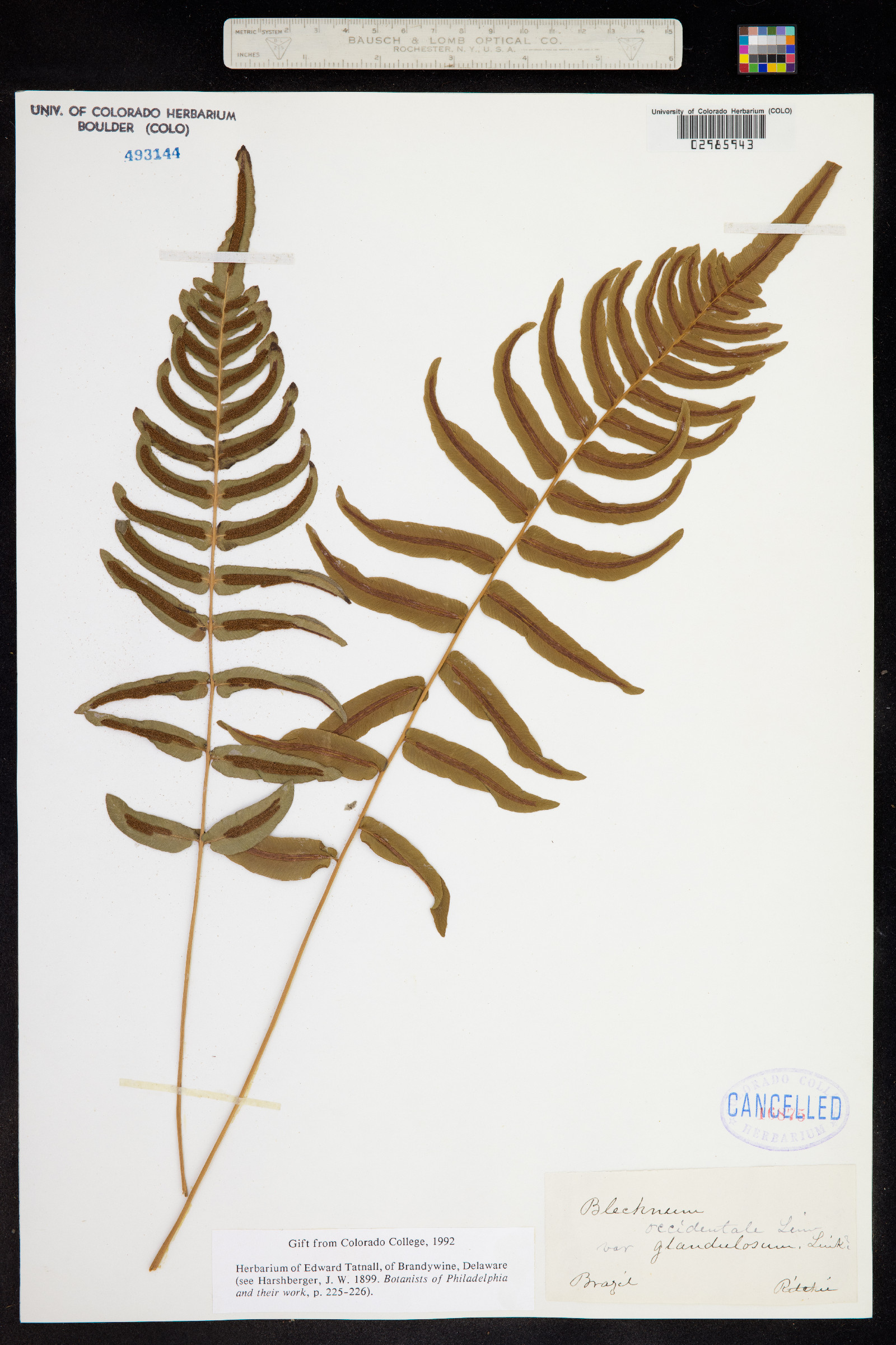 Blechnum image