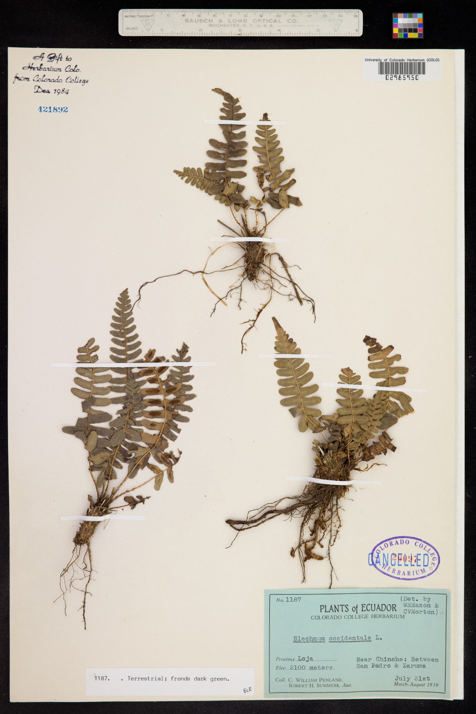 Blechnum occidentale image