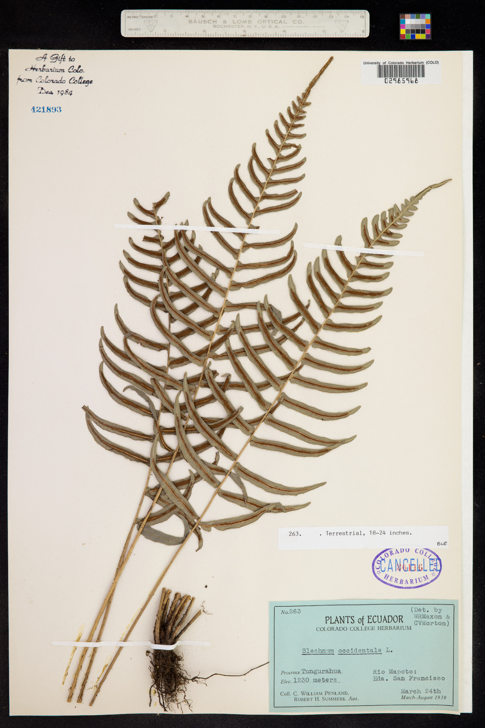 Blechnum occidentale image