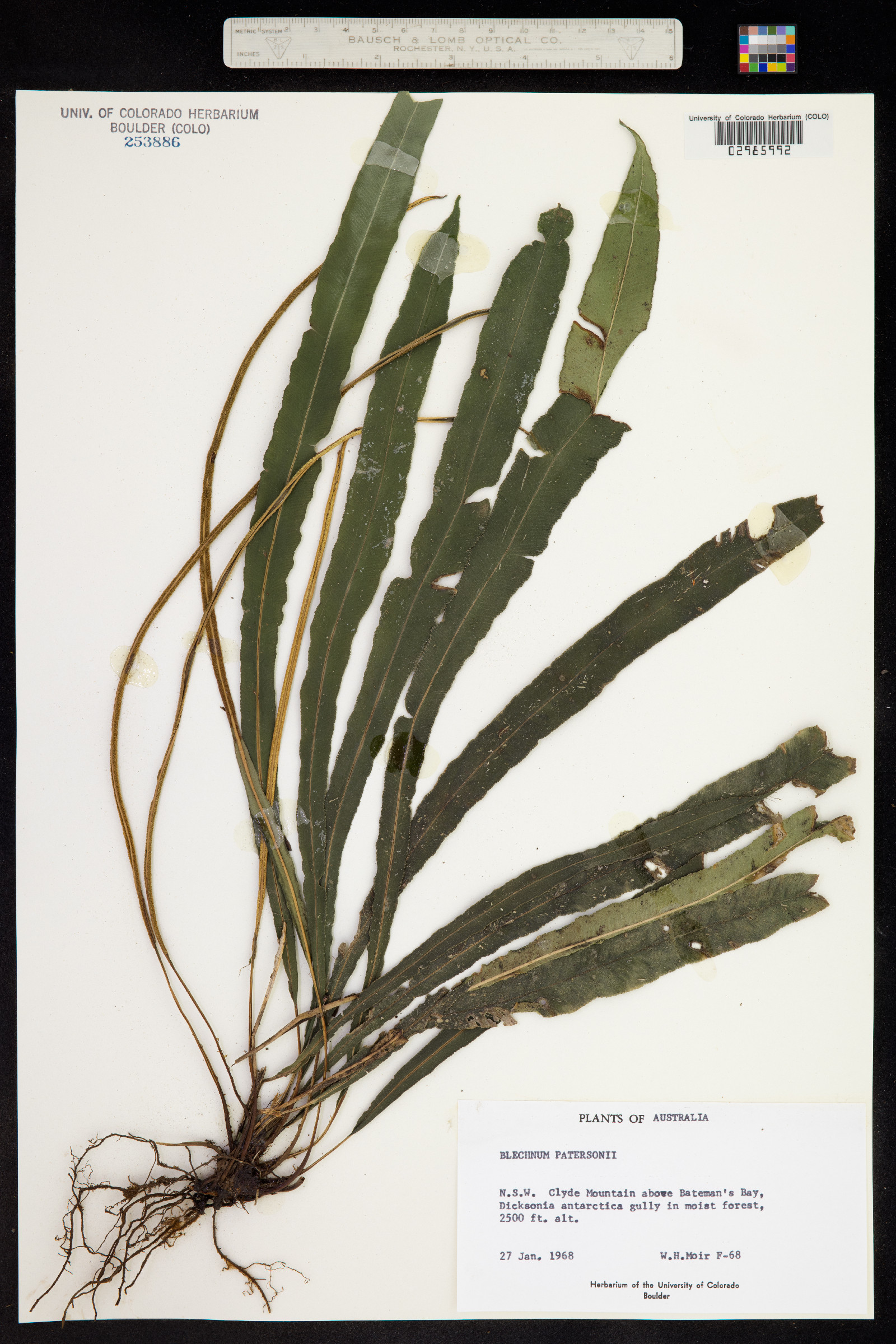 Blechnum patersonii image