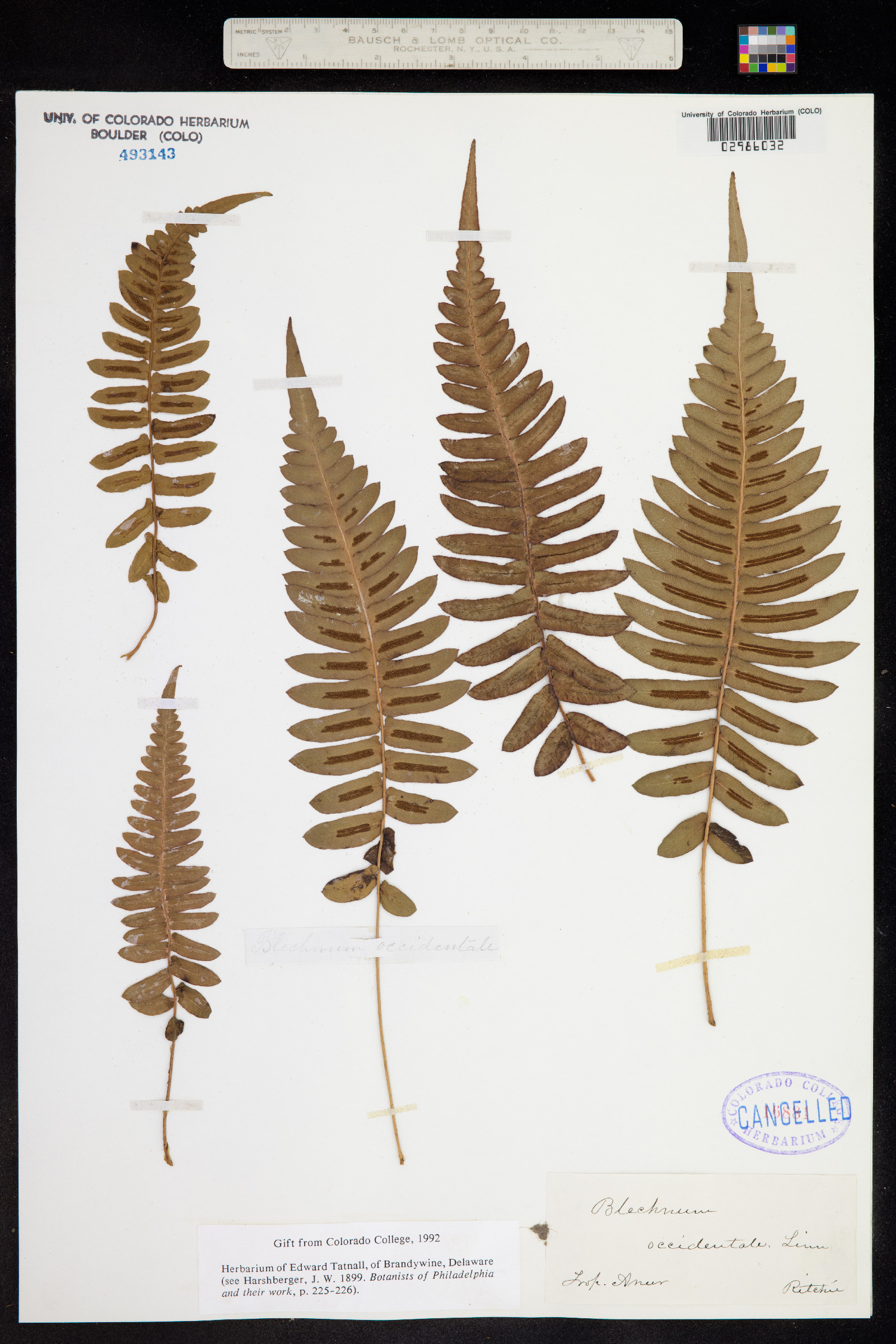 Blechnum occidentale image