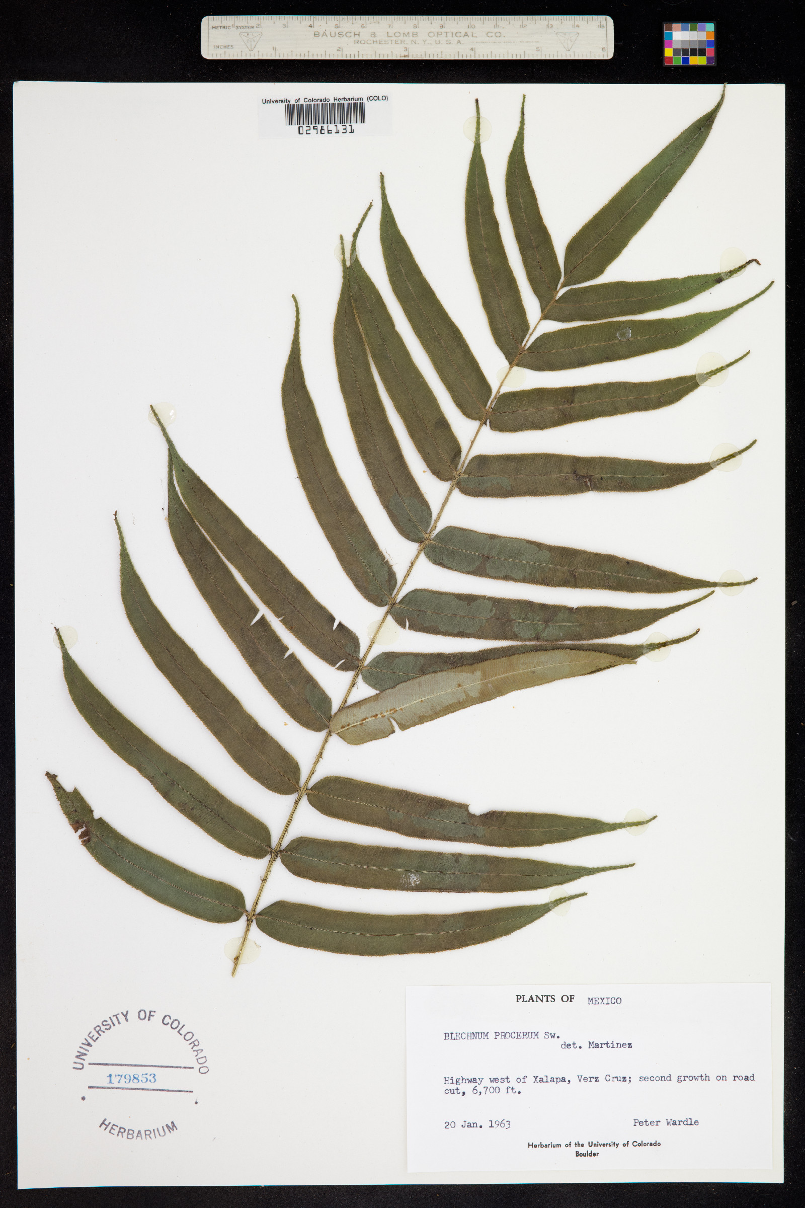 Blechnum procerum image