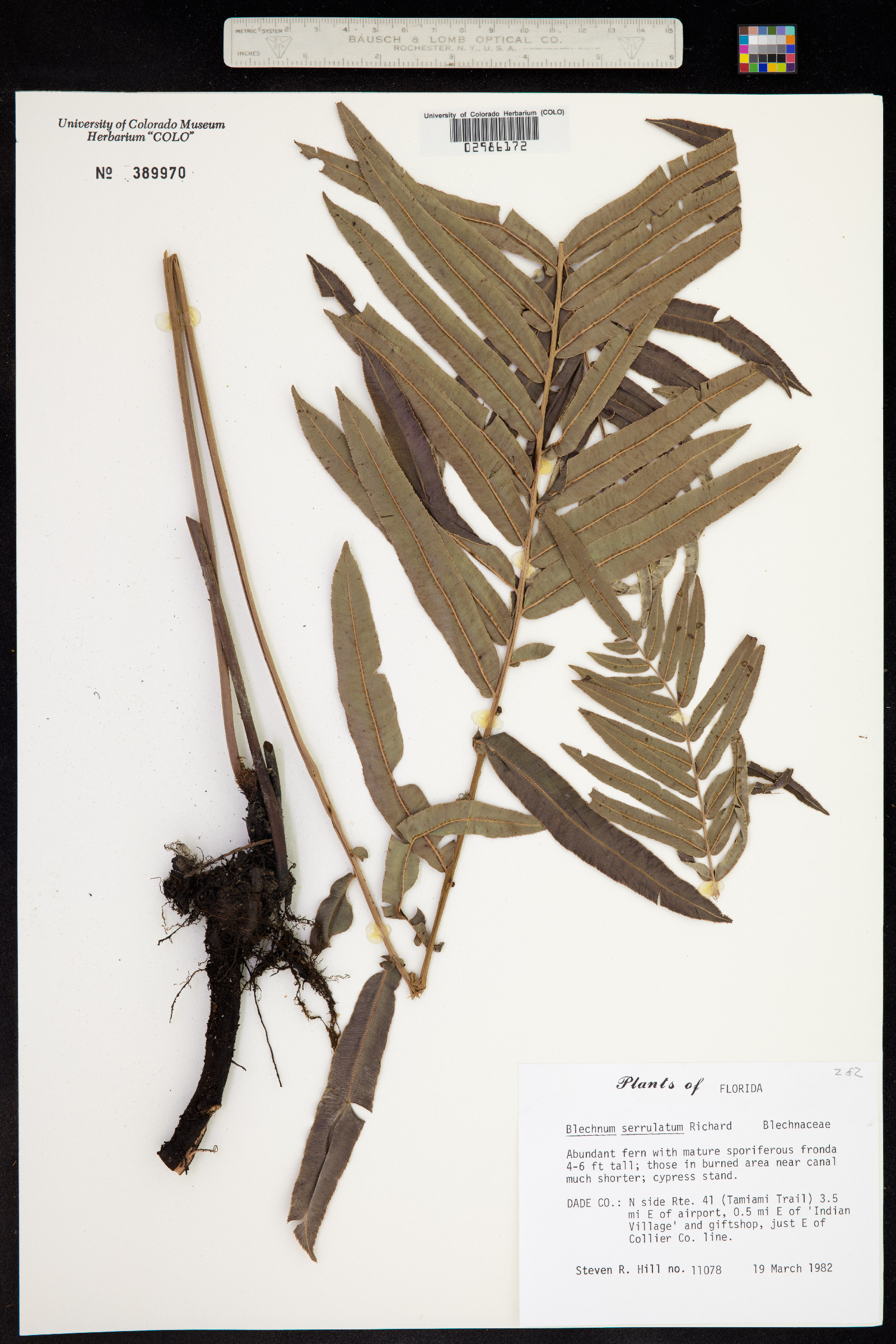 Blechnum serrulatum image