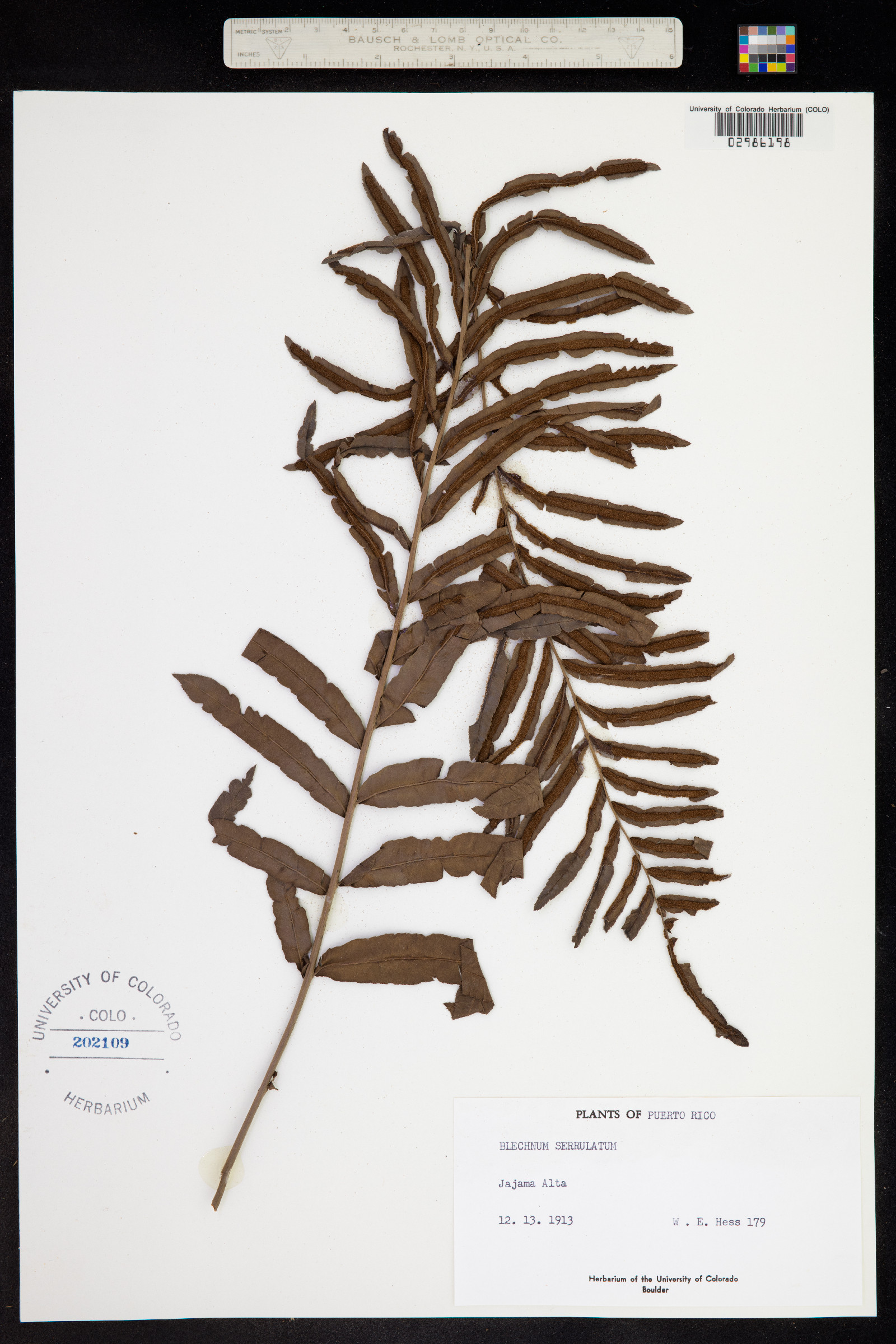 Blechnum serrulatum image